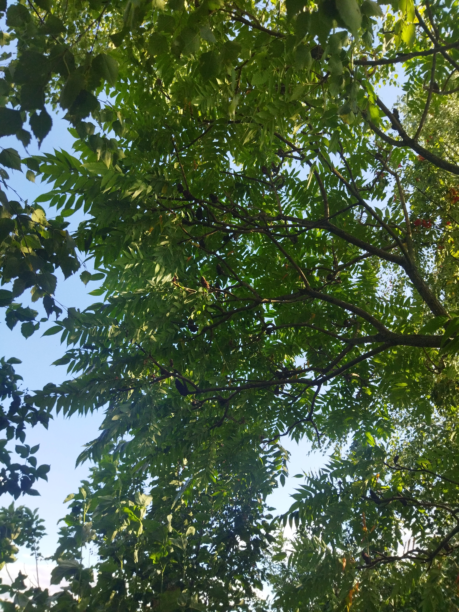 The image shows a view looking up through the canopy of a tree with green leaves. The sky is visible through the branches, and it appears to be a clear day with a pale blue sky. The tree branches are dark and angular, with clusters of leaves. Some of the leaves are illuminated by sunlight, while others are in shadow. The scene is consistent with an outdoor environment in the city of Кіраўскі сельскі Савет, Belarus. There are no people, animals, or structures visible in the image. The focus is entirely on the natural elements of the tree and the sky.