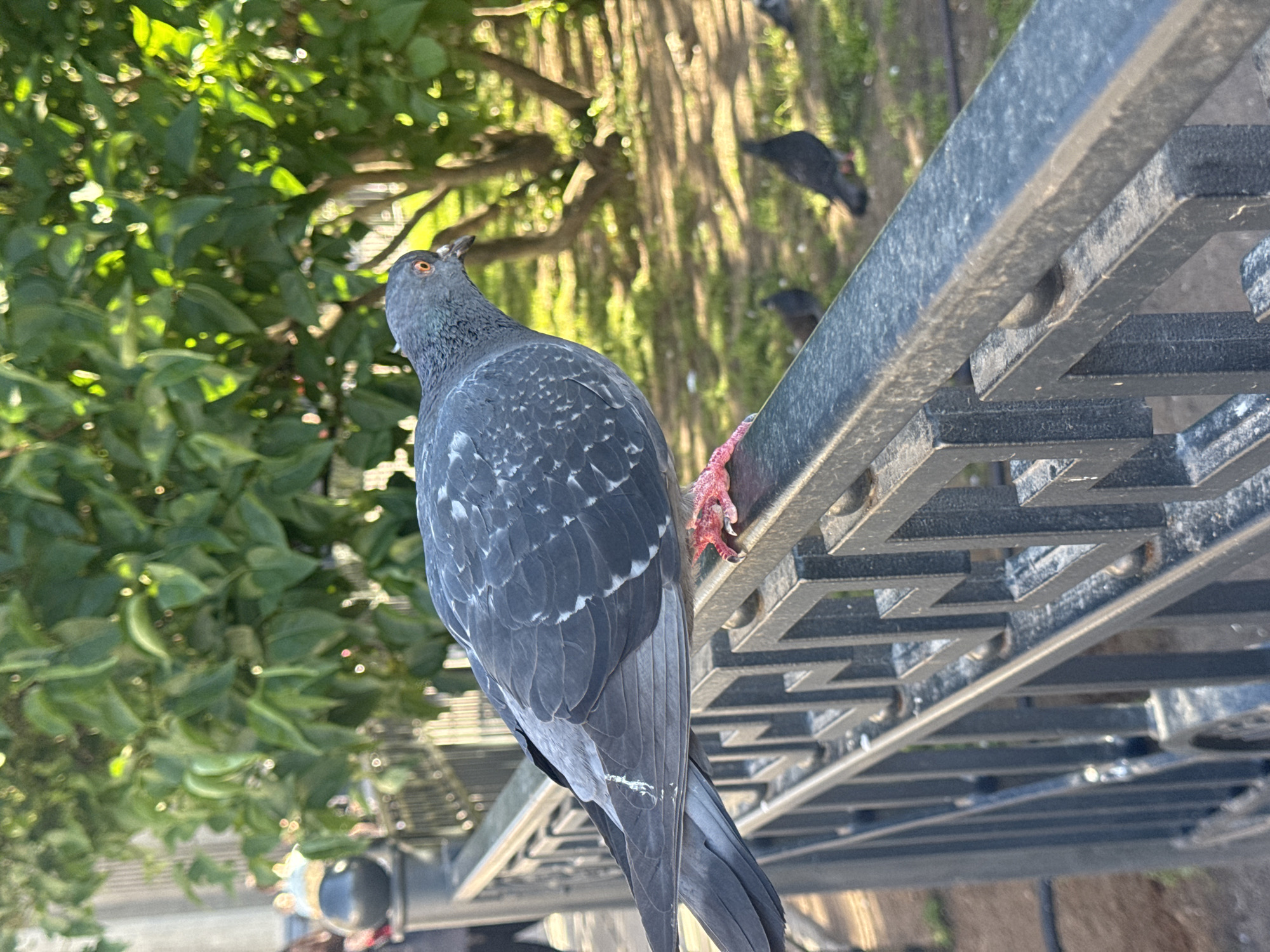 A pigeon, a common city bird, perches on a black metal railing. The pigeon is mostly gray with iridescent feathers on its neck and some white markings on its wings. Its feet are a bright pinkish-red. In the background, green foliage from trees is visible, dappled with sunlight, suggesting it is daytime. The railing appears to be part of an outdoor structure, possibly a bench or a balcony, with a decorative geometric pattern. Out of focus in the background, other pigeons can be seen on the ground. The overall scene is one of an urban environment where nature and man-made structures coexist. The lighting suggests it is a sunny day, and the image is taken outdoors. The setting, with its pigeons and urban railing, could be a park, a city square, or a residential balcony in Saint Petersburg, Russia. No text is visible in the image.