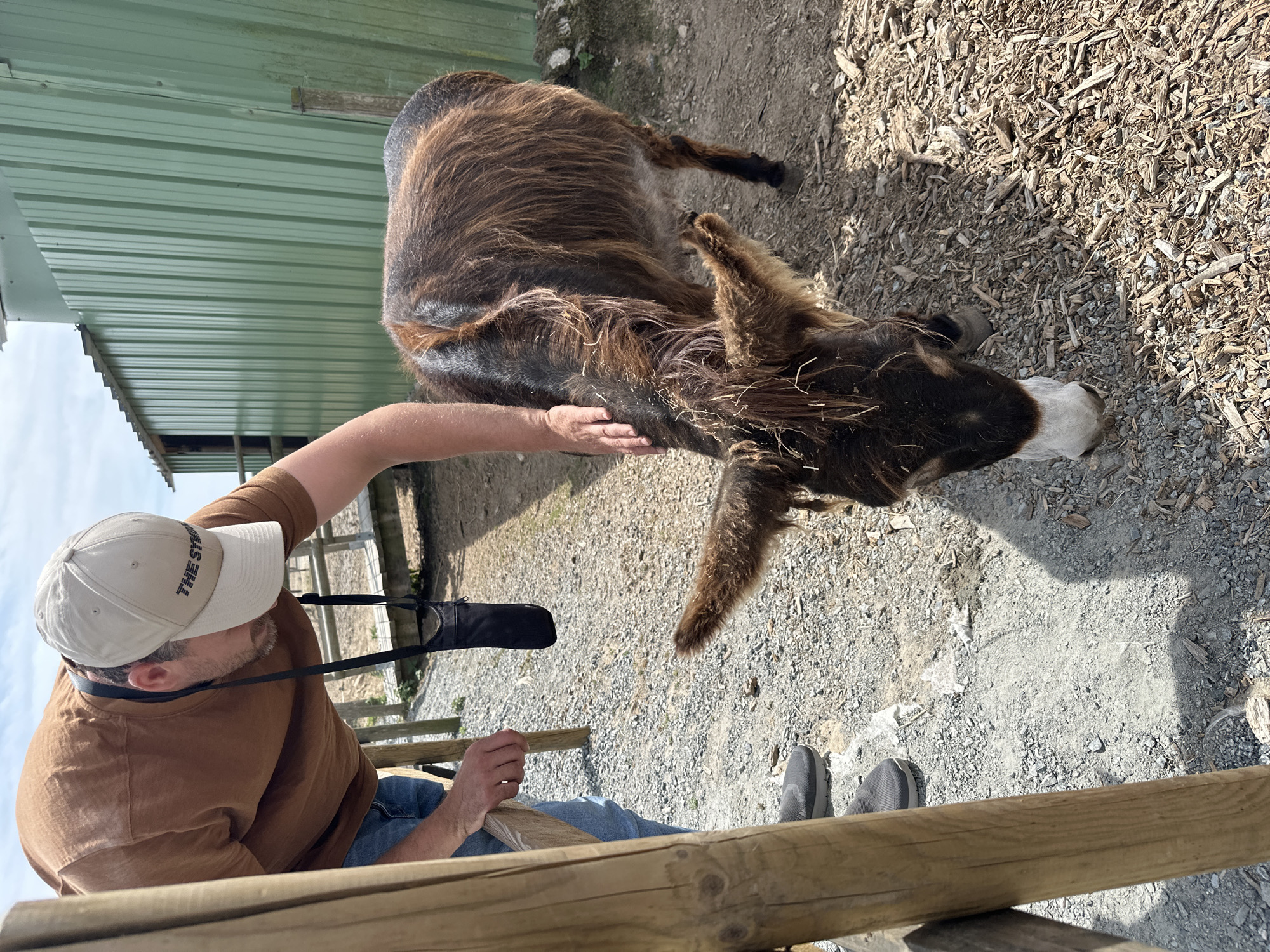 In Gonneville-la-Mallet, France, a man wearing a brown t-shirt, blue jeans, and a beige baseball cap is interacting with a brown donkey. The man is leaning over, with his right hand gently petting the donkey's head. The donkey is facing the ground, appearing to eat or sniff something on the gravelly surface. In the background, a green corrugated metal building is visible, suggesting an agricultural or animal enclosure setting. The ground is covered in a mixture of gravel and wood chips. A wooden fence post is prominent in the foreground to the left of the frame. The scene is illuminated by natural daylight.