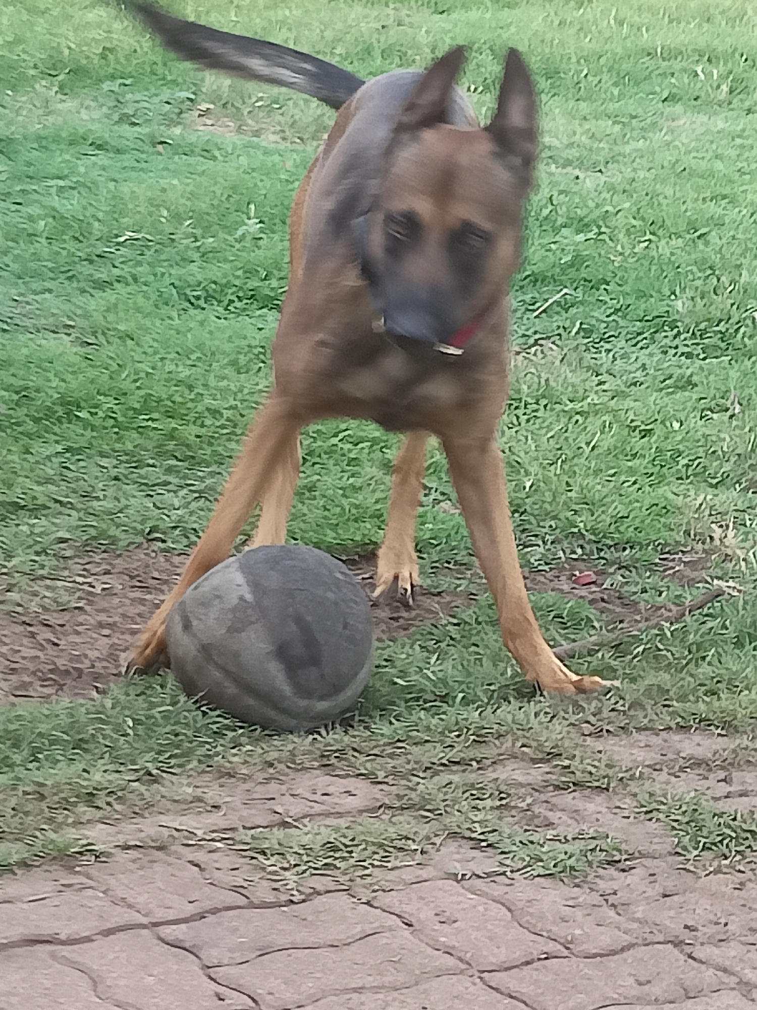 A Belgian Malinois dog is in a grassy yard with a ball at its feet. The dog is standing with its front paws on either side of the ball. The dog is brown and black with pointed ears. The ball is gray and appears to be made of rubber. The yard is mostly green grass with some patches of dirt. There is a paved area in the foreground. The image was taken in Amarillo, United States of America.