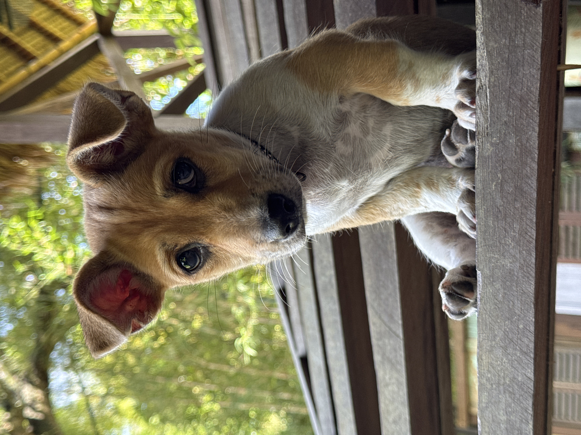 A close-up, eye-level shot shows a puppy with brown and white fur. The puppy is positioned behind a wooden structure with vertical slats. The background is blurred, showing green foliage and a glimpse of a partially visible roof structure with a lattice pattern. The location is presumed to be in Kediri, Indonesia.