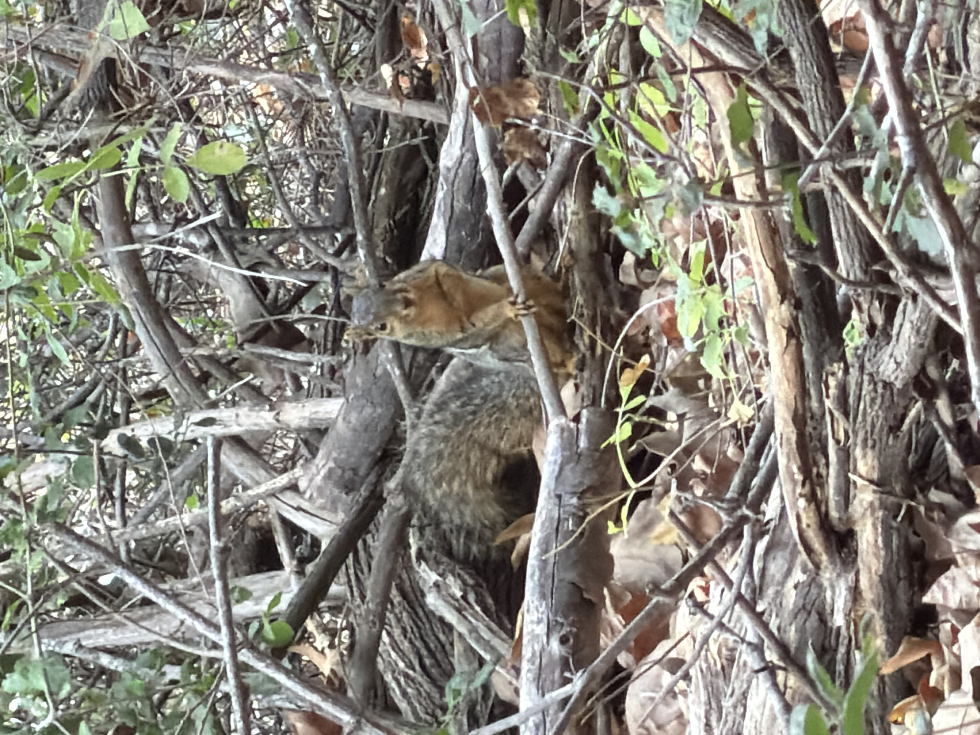 A squirrel is perched on a branch in a wooded area. The squirrel is facing the camera and appears to be looking directly at it. The squirrel is brown and has a bushy tail. The background is a dense collection of branches and leaves, suggesting a natural environment. The image was taken in Aliso Viejo, United States of America.