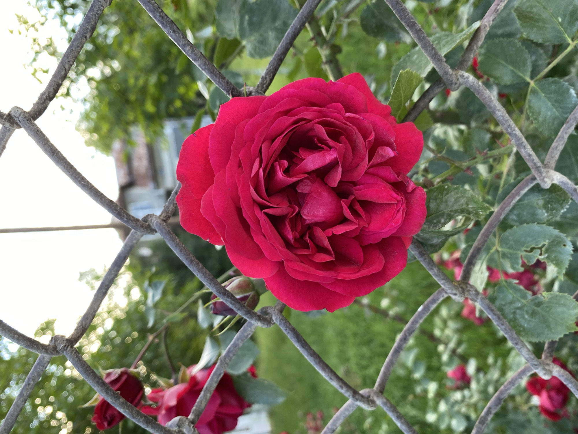 A close-up shot shows a vibrant red rose in full bloom, its petals intricately layered. The rose is positioned in the foreground and is partially obscured by a weathered chain-link fence. Behind the fence, out of focus, is a garden with green foliage and other red roses, suggesting a domestic or park setting. The background also reveals hints of a building and trees, bathed in soft sunlight. The overall impression is one of natural beauty, with the fence adding a touch of rustic texture to the scene.