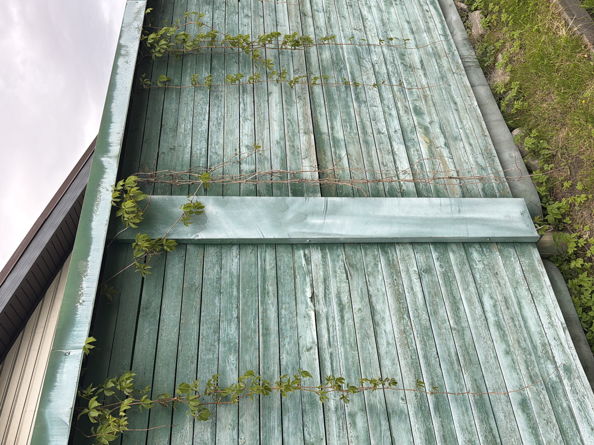 The image shows a close-up of the side of a building in Strelna, Russia. The building has a weathered, blue-green wooden exterior made of vertical planks. A horizontal board bisects the frame. Climbing vines with green leaves are attached to the wooden planks. To the upper right of the image are grass, plants, and a gray concrete border. The cloudy sky is in the upper left.