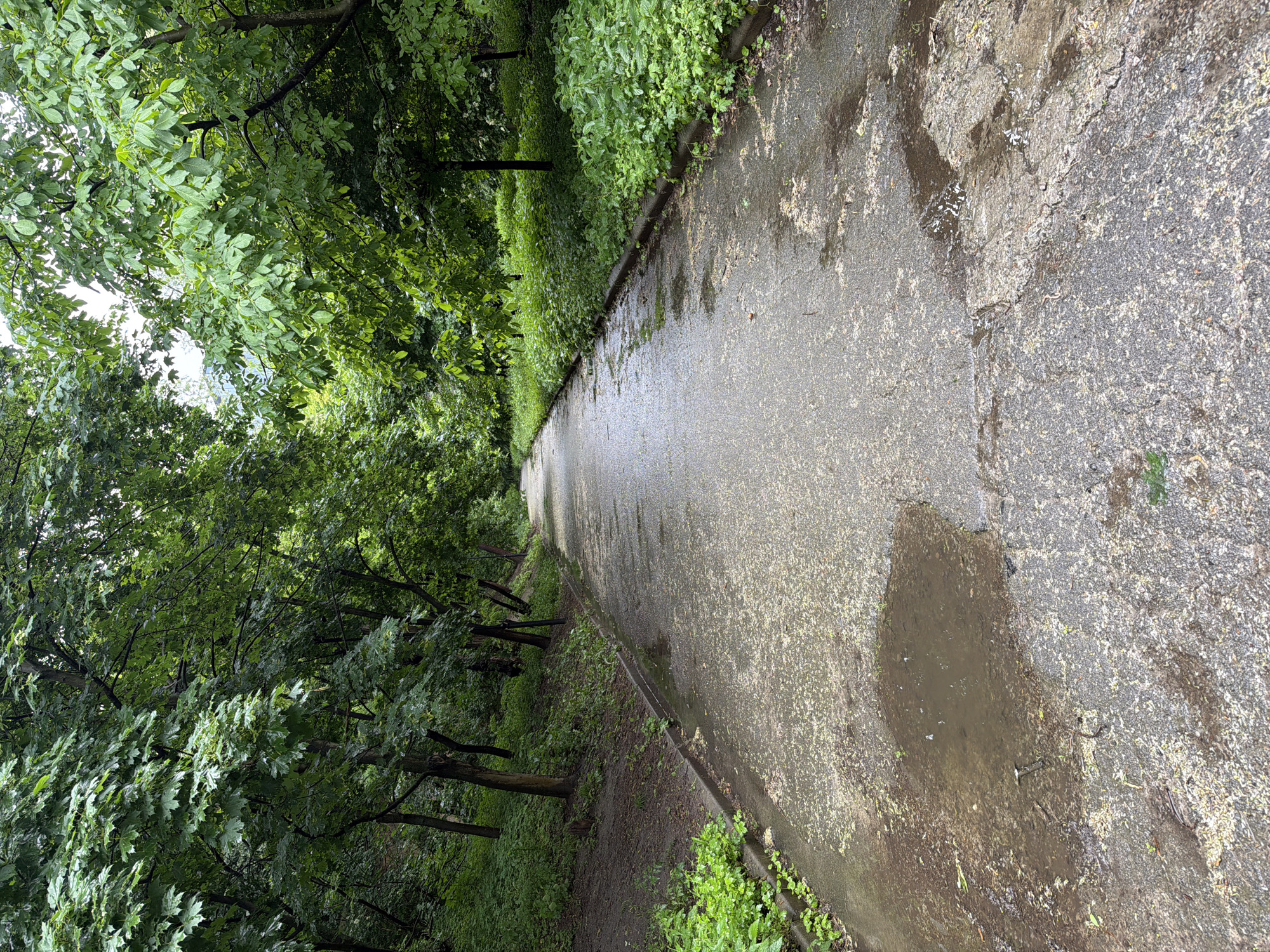A vertical, medium shot captures a wet asphalt path leading into a densely wooded area. The path is lined with abundant green foliage on both sides. Puddles are visible on the path, indicating recent rain. The trees create a canopy overhead, with sunlight filtering through the leaves. The environment appears to be a park or natural area within the city of Kyiv, Ukraine.
