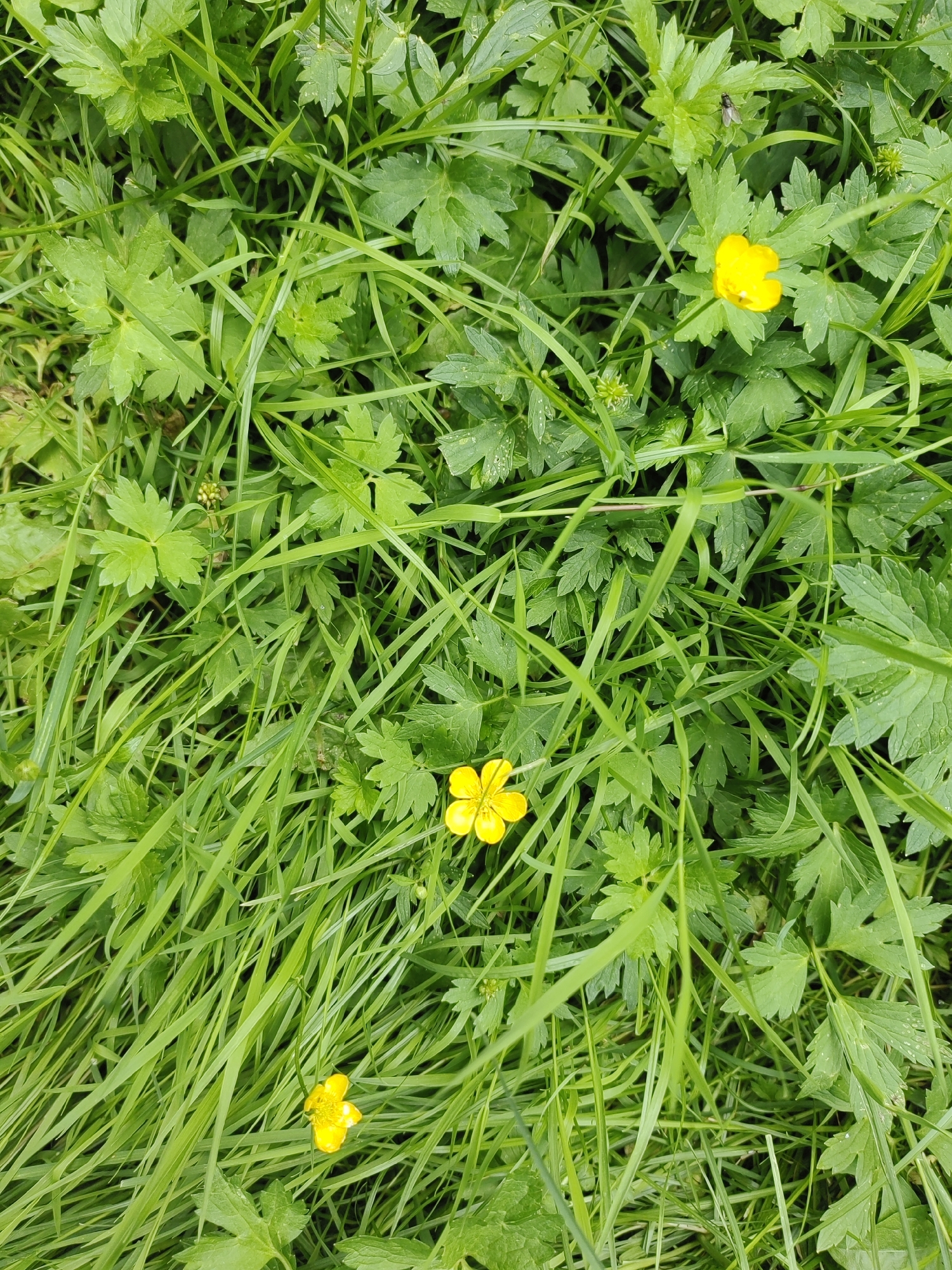 This is a close-up, top-down, full-frame shot of a patch of grass and foliage, featuring three small yellow buttercup flowers. The grass is lush and green, with long blades overlapping and creating a textured foreground. Interspersed with the grass are the lobed leaves of other plants, also predominantly green. The buttercups, each with five petals, are scattered throughout the scene, adding pops of bright yellow. One buttercup is in the upper right quadrant, another near the center, and a third in the lower left. There is a small fly visible on a leaf in the upper right quadrant, near one of the buttercups. The scene appears to be a natural outdoor environment, likely a meadow or park in Putilkovo, Russia, given the context. The lighting is natural and diffused, suggesting an overcast day or shaded area. No people are present in the image.