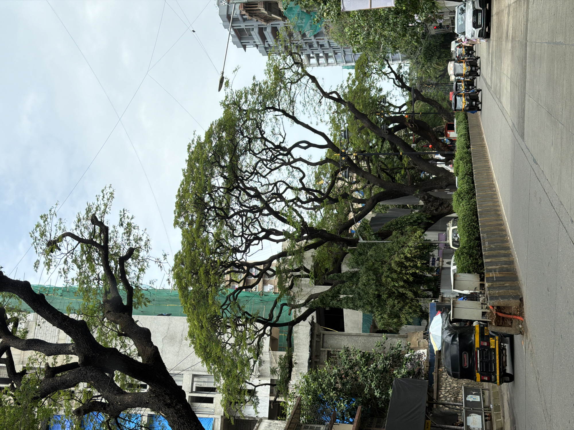 The image depicts a street scene in Mumbai, India, likely in an urban area with a mix of older and new construction. In the foreground, a grey asphalt road is visible, with a yellow and black auto-rickshaw in the left lane. The auto-rickshaw has a blue and white umbrella on its roof. Further down the road, several other auto-rickshaws and a white car are traveling.
The left side of the road features a stone retaining wall topped with lush green bushes. Behind the wall, there are parked white utility bins. A large, dark-barked tree with a sprawling canopy of green leaves dominates the center of the image, its branches reaching across the road and obscuring parts of the buildings behind.
The background reveals a multi-story building with concrete and grey facade, some parts covered in green construction netting, indicating ongoing renovation or new construction. Across the street, more modern high-rise buildings are under construction, also partially covered with green netting. Power lines are visible crisscrossing the sky. The sky is overcast with pale clouds.
The overall impression is of a busy city street with typical Mumbai elements like auto-rickshaws and dense urban development. The presence of construction suggests areas of growth and modernization within the city.
