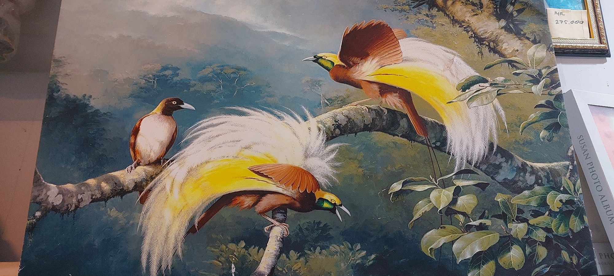This is a detailed oil painting of two male Greater Birds-of-Paradise in a lush, verdant jungle environment. The birds are depicted on a thick, gnarled tree branch. The bird on the left is facing left and is mostly covered by the plumage of the bird on the right. The bird on the right is facing left and its vibrant yellow and white display feathers are fanned out. The birds have reddish-brown bodies, yellow heads, and distinctive green facial markings. The background is a soft, misty forest with hints of trees and foliage. To the right of the painting, partially visible, is a framed picture with a handwritten label indicating a price of "275.000" and to the right of that, a white object with the text "SUSAN PHOTO ALBUM" is visible. The painting is likely displayed in a gallery or shop in Jayapura, Indonesia, a city known for its proximity to habitats of the Greater Bird-of-Paradise, making it a plausible location for the sale or display of such artwork.