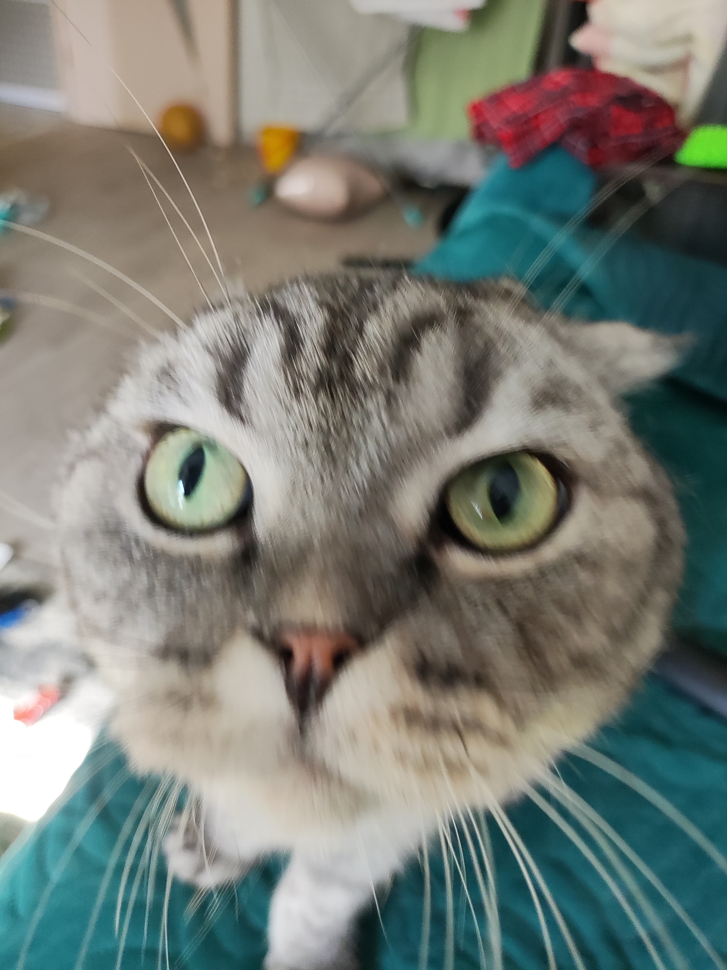 A close-up photograph shows a gray tabby cat with green eyes. The cat's face is centered in the frame, and the background is blurred. The cat is sitting on a green sofa. There is a red and black checkered object and a green object in the blurred background. Other objects in the blurred background are a yellow object, a tan object, and other various objects that are indiscernible. There is no information indicating this image was taken in Noviy, Russia.
