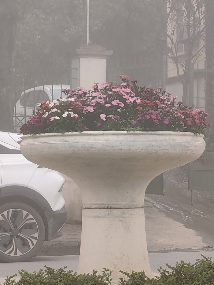 The image displays a street scene in Sa Pa, Vietnam, characterized by dense fog. In the central foreground, a large, light-colored concrete planter, featuring a wide bowl top and a fluted pedestal base, holds a dense cluster of small flowers. The flowers are predominantly pinks, ranging from light pink to fuchsia and magenta, with interspersed white and darker red blooms, along with green foliage. To the left and partially obscured by the planter, the front left wheel and fender of a white crossover vehicle are visible. Further back on the left, behind a dark metal gate, the outline of another white vehicle is faintly discernible. In the background, through the pervasive fog, a light-colored concrete pillar and a vertical pole are present. Indistinct building structures and bare tree branches are vaguely visible on the right side of the frame. The ground appears wet. No individuals are present in the scene.