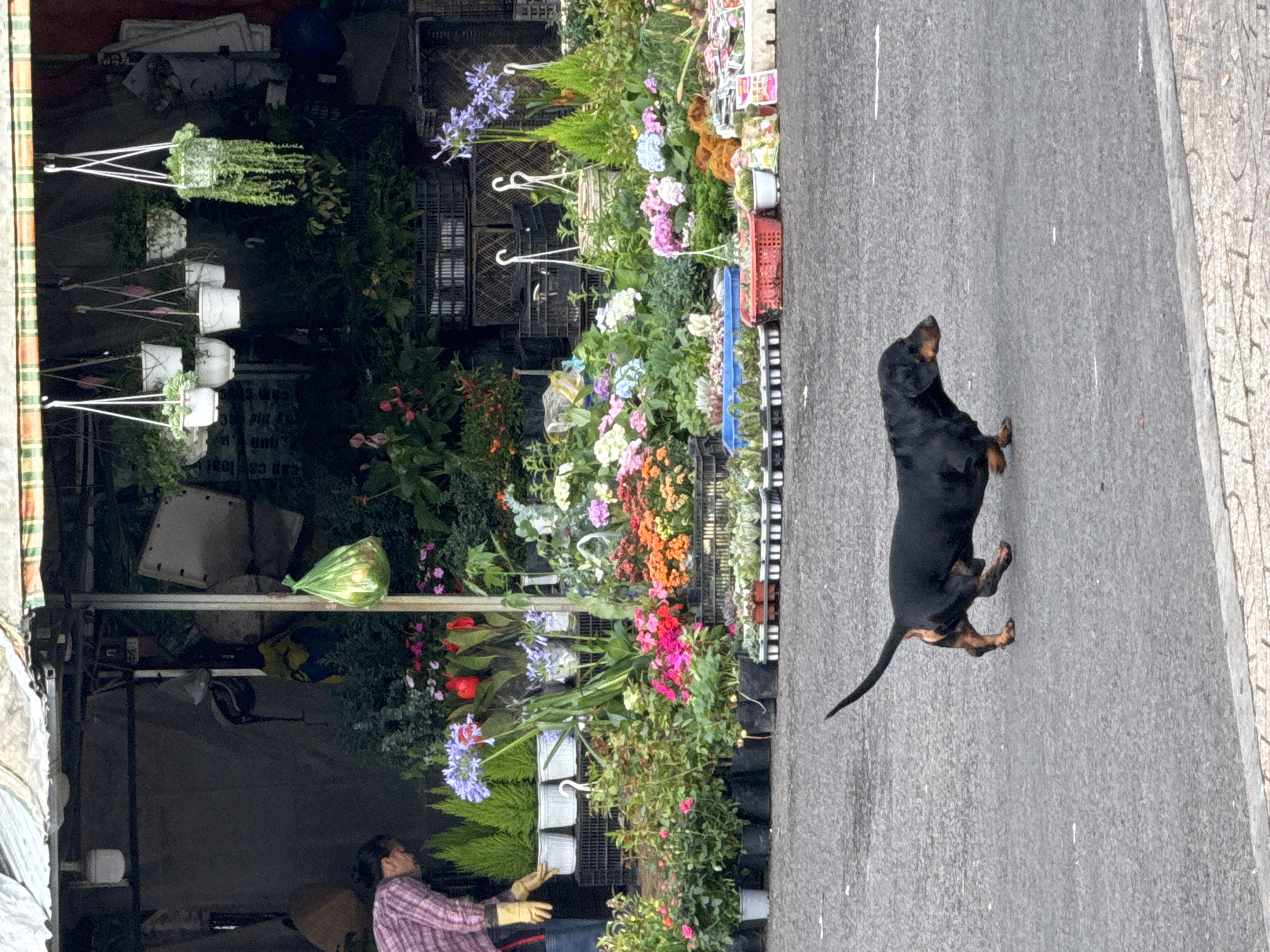 This is a vertical, full-shot photograph of a street-level flower stall with a dachshund dog in the foreground, walking on the paved street. The scene appears to be outdoors, with the stall displaying a vibrant array of flowers and plants. The stall has a rustic, open-air feel, with hanging potted plants and various types of flowers arranged in crates and on shelves. Some of the flowers are pink, purple, white, and orange, creating a colorful display. Behind the flowers, black plastic crates are stacked, suggesting a storage or display system.
To the left of the flower stall, a person is partially visible, wearing a pink plaid shirt and gloves, appearing to be tending to the flowers or interacting with a customer. A green plastic bag hangs from a shelf.
The dachshund is black and tan, with short legs, typical of the breed. It is walking on the right side of the image, away from the flower stall. Its posture suggests it might be looking up or sniffing the air. The ground is a textured grey asphalt.
The lighting suggests it might be daytime, possibly overcast or in the shade, as there are no strong, sharp shadows. There is no visible text in the image. The overall impression is of a bustling, everyday scene in a market or street in Da Lat, Vietnam, with a focus on the colorful flowers and the presence of an animal.