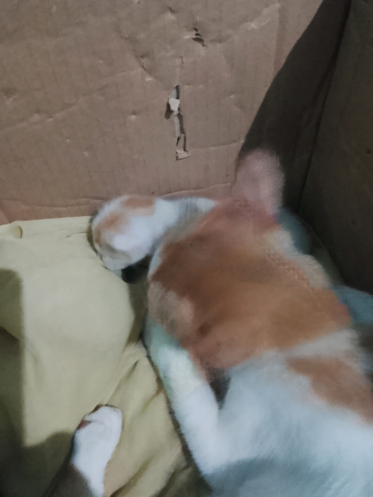 A close-up shot, taken indoors, captures a cat nestled within a cardboard box. The cat, primarily white with patches of orange and brown, appears to be resting on a soft, yellow fabric. Its body is partially obscured by its own fur and the perspective of the camera. The background consists of the rough texture of the cardboard box. The image does not provide any information or context to determine its location in the city of Ujungrusi, Indonesia.