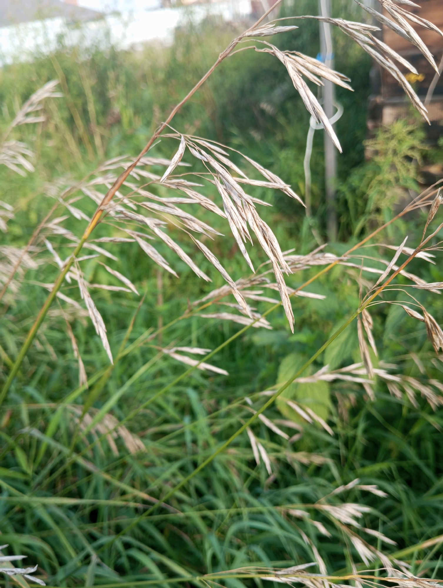 An outdoor, eye-level, medium shot captures a patch of dry grass seed heads that are a pale, straw-like color against a blurred background of green grass and foliage. The seed heads are long and slender, tapering to sharp points. Some are caught in the wind, adding a sense of movement to the scene. A thin, vertical, white string is visible in the middle ground, looping around a thin, brown stalk. The lighting is soft, suggesting it is either early morning or late afternoon. The image is slightly soft-focused overall.
