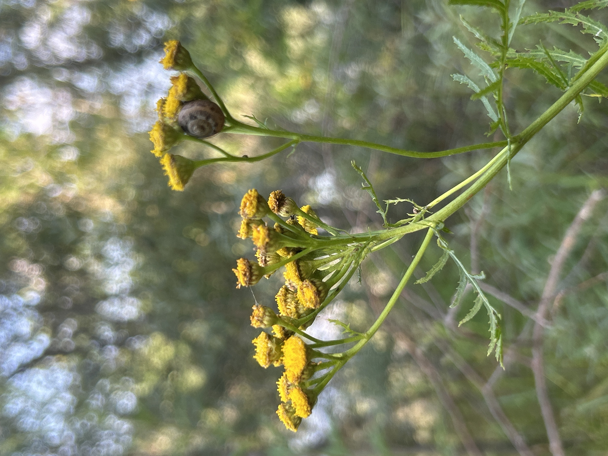 The image displays a close-up of a flowering plant with small yellow blossoms. A snail is visible clinging to one of the stems. The background is a soft, blurred expanse of green foliage and light, suggesting an outdoor natural setting. No city or specific location can be identified from the visual information provided in the image, nor are there any people, actions, or interactions to describe. The scene is static and focuses on the plant and snail.