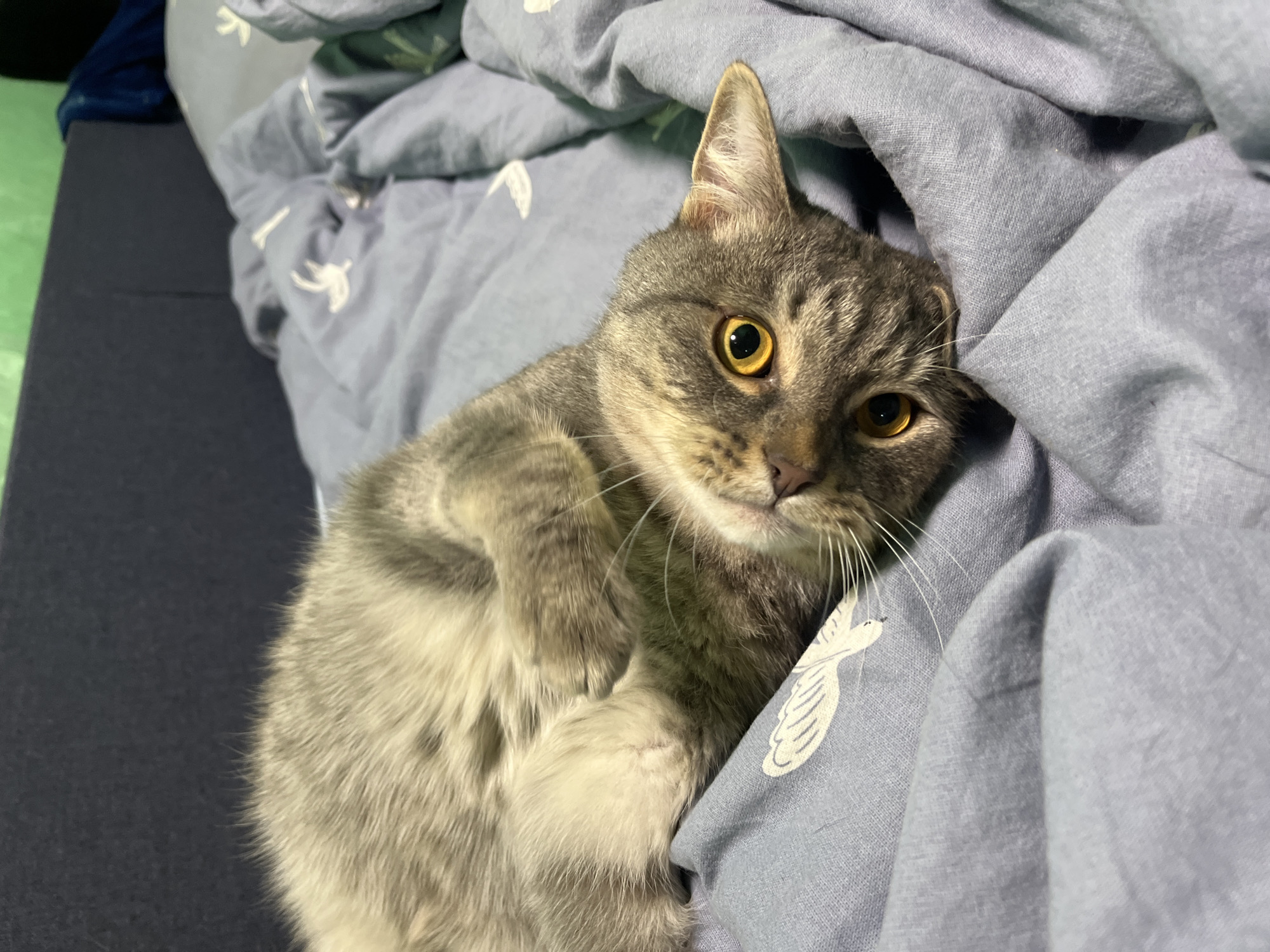 A domestic cat is lying on a blue duvet with a bird pattern. The cat is a tabby with grey and brown fur and has bright yellow eyes. It is lying on its back with its paws curled up. The cat is looking at the camera. The background is blurred, but it appears to be a bedroom. The image was taken in Nizhny Tagil, Russia.