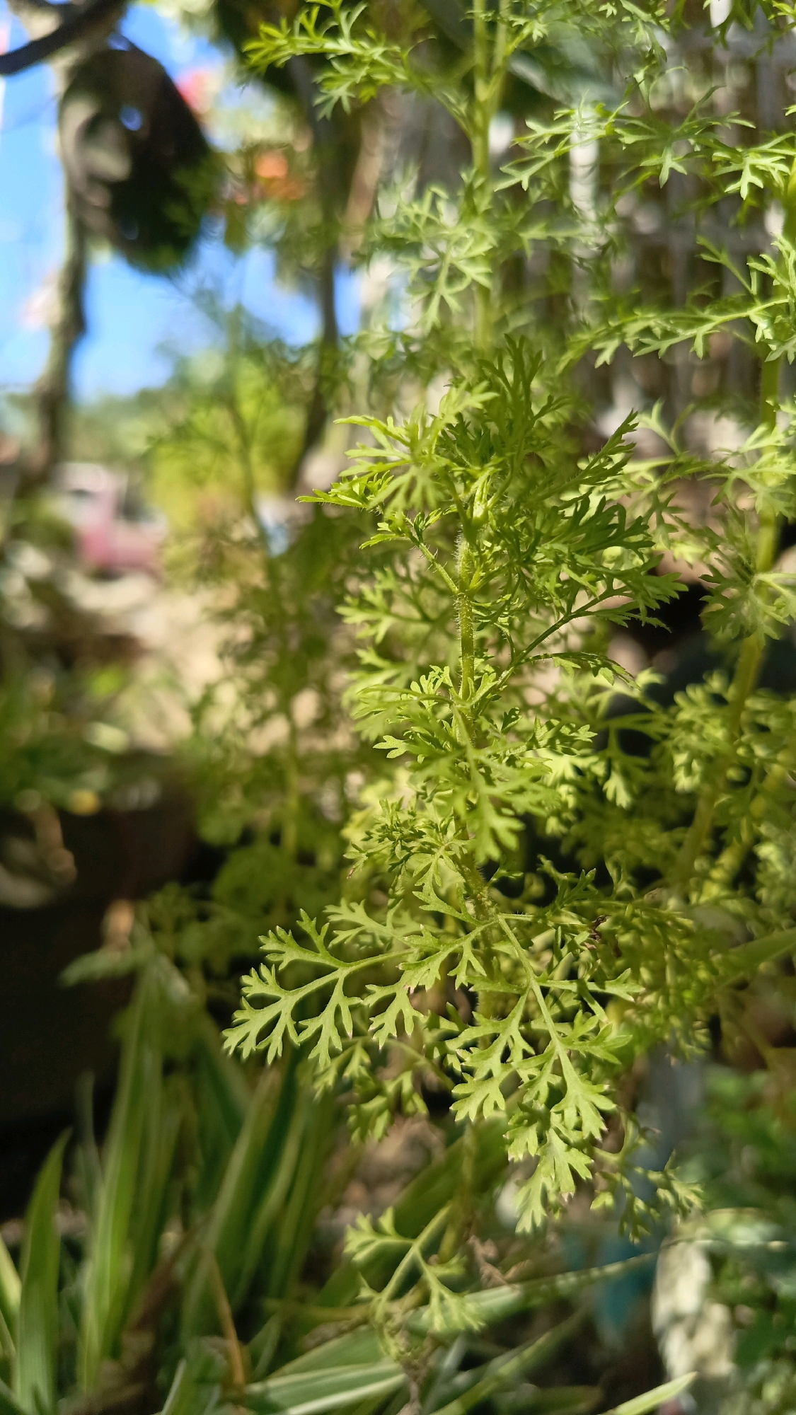 This is a close-up, vertical, outdoor photograph of bright green, feathery leaves of a plant, likely a herb or fern, in sharp focus. The leaves are delicate and intricately shaped, with multiple fine divisions. The background is blurred, suggesting a shallow depth of field. Visible in the background are hints of other plants, a dark-colored object that could be a pot or a piece of equipment, and a bright blue sky with some white clouds. The lighting indicates it is daytime, with sunlight illuminating the plant from the right, creating highlights and shadows on the leaves. The overall impression is one of natural beauty and detail within a garden or outdoor setting, possibly in Kebumen, Indonesia, given the context of the prompt. There are no people or animals visible in the image.