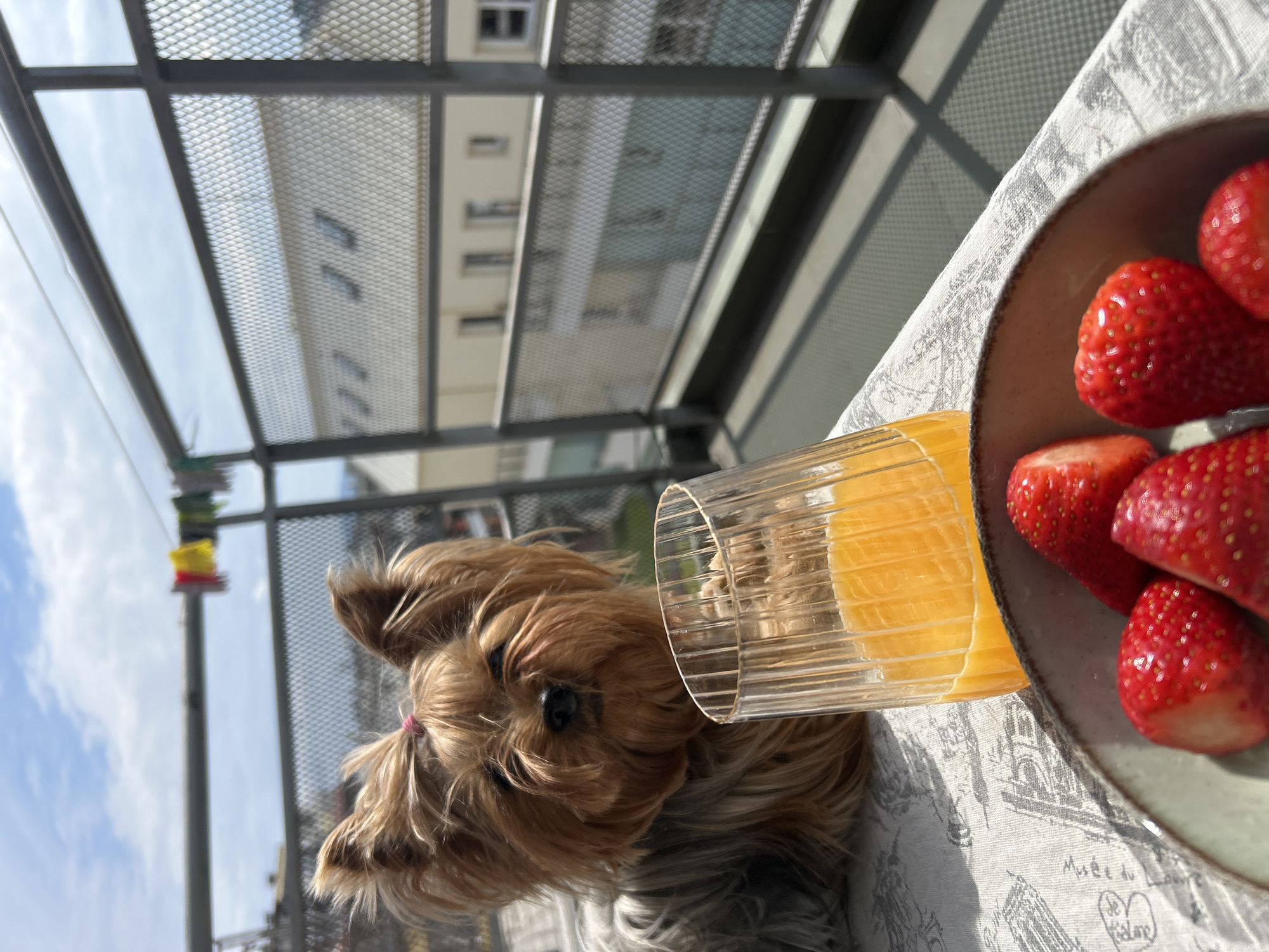 The image, likely taken on a balcony in Burgas, Bulgaria, shows a close-up view of a scene with several elements. A Yorkshire Terrier dog is positioned in the lower left corner of the frame. Next to the dog is a clear glass of orange juice. To the right of the glass is a light gray-colored bowl filled with several strawberries. The bowl sits on a tablecloth printed with a pattern depicting scenes from Paris, including the Eiffel Tower. The background reveals a cityscape, with apartment buildings featuring light-colored facades and windows. A gray metal balcony railing is visible, providing a boundary between the balcony and the city beyond. The sky is visible above the buildings, indicating it is daytime. There is no indication of any people.