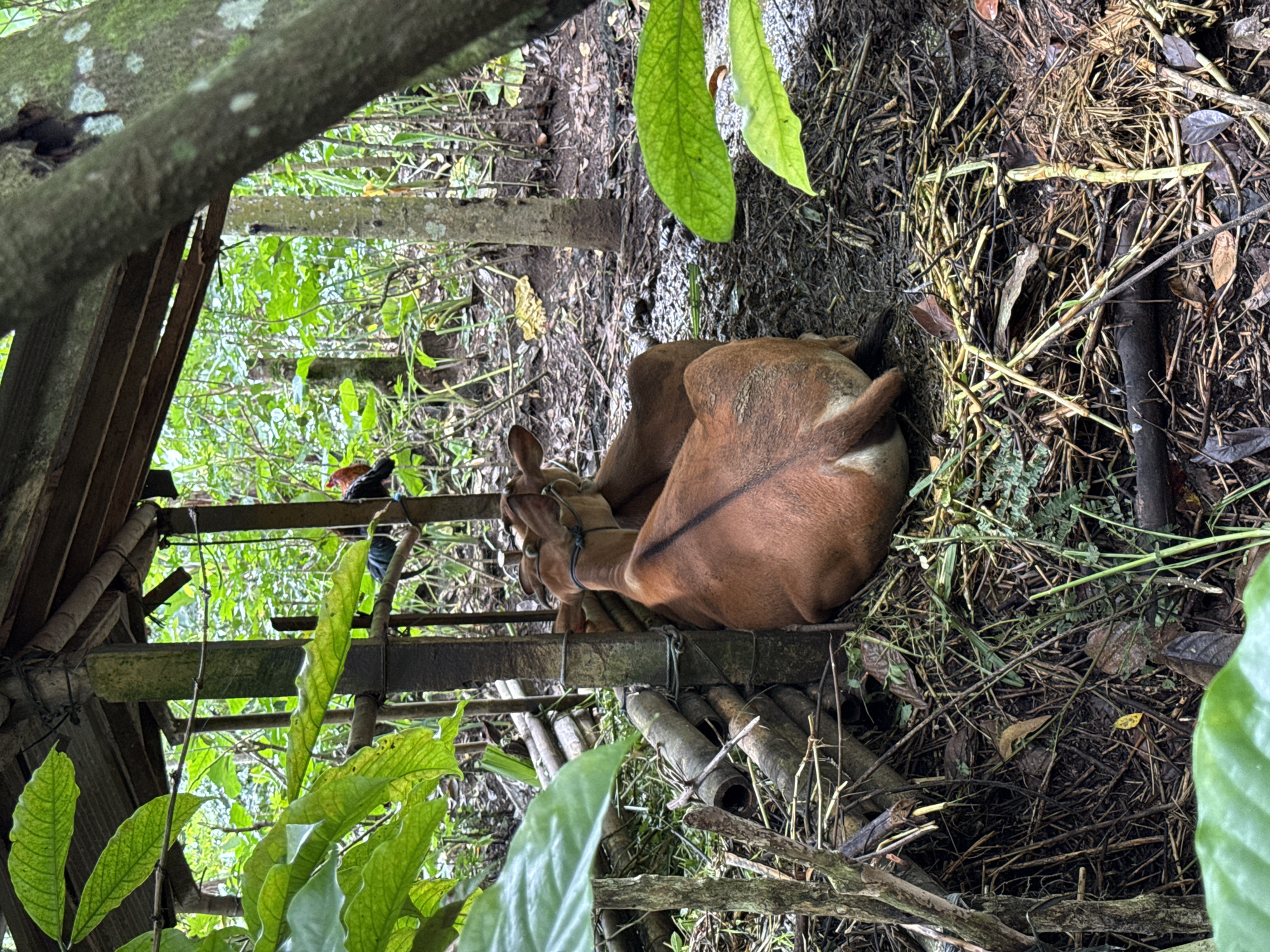 A brown cow is resting on a bamboo platform in a rural area of Tampaksiring, Indonesia. The platform is partially enclosed by a simple wooden structure and surrounded by dense vegetation, including trees and various green plants. The ground around the platform is covered with leaves, twigs, and other natural debris. A chicken stands on a bamboo pole above the cow.