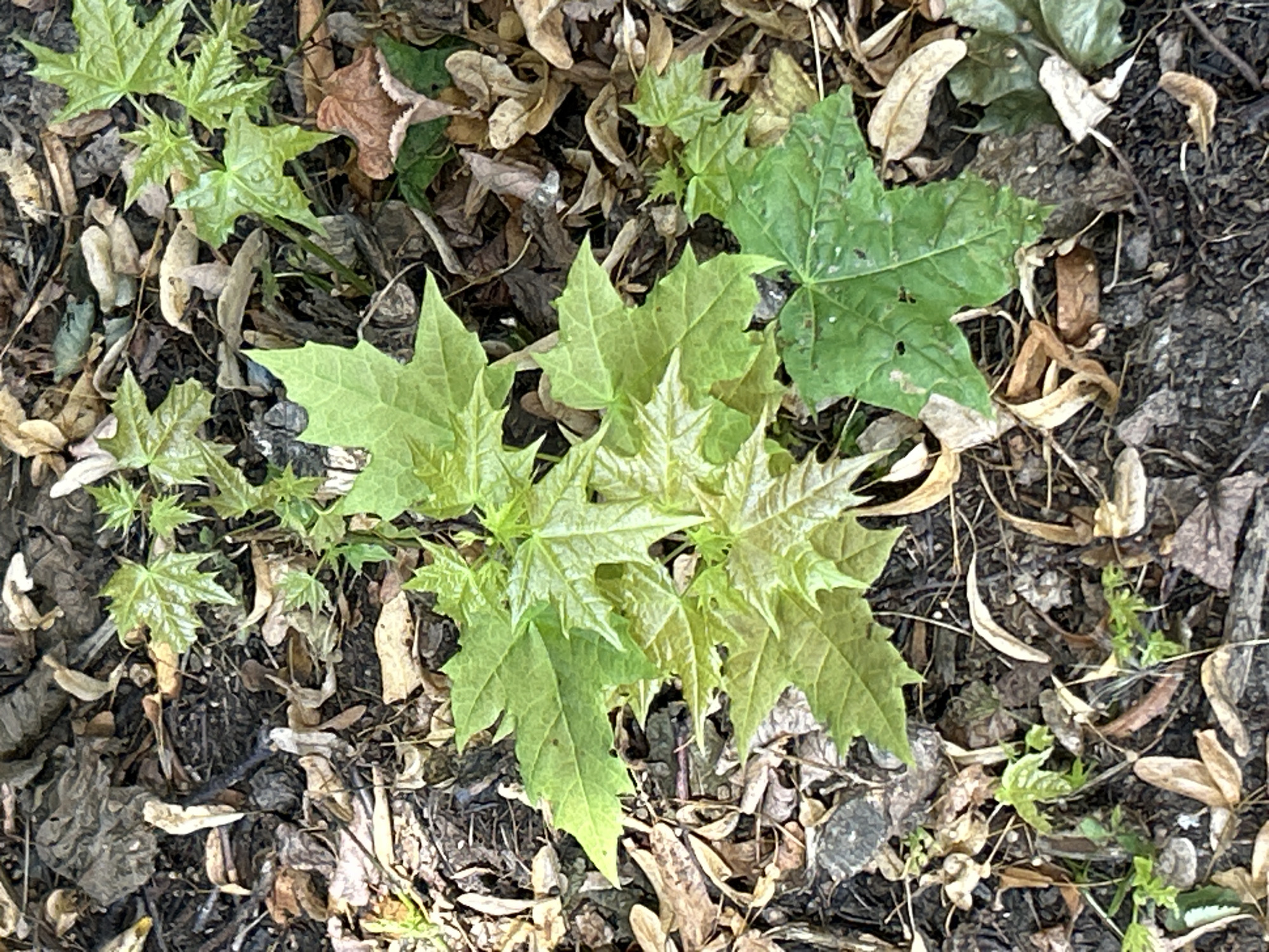 A top-down, close-up, medium shot captures a cluster of young, green maple saplings growing from the soil amidst fallen leaves and organic debris. The saplings, predominantly bright green with some lighter yellow-green hues, exhibit characteristic palmate leaves with serrated edges. The ground cover consists of dark soil, scattered brown and tan dried leaves, and some detached maple seeds. The overall impression is one of natural growth in a terrestrial environment, likely a park or wooded area in Zelenograd, Russia, given the typical flora and ground cover. There are no people or animals visible in the frame. The lighting is natural, suggesting an outdoor setting.