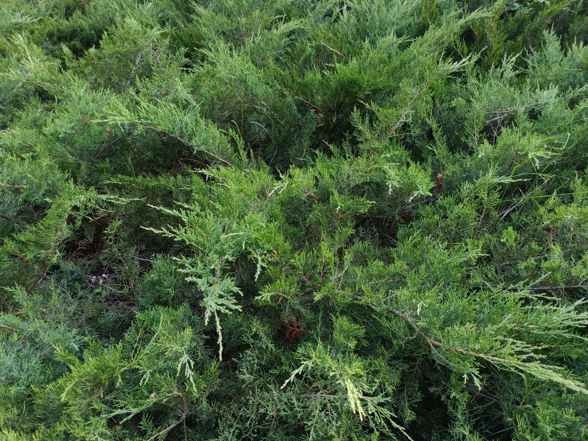 This image is a close-up, overhead view of a dense, green juniper bush. The foliage is a vibrant green with many fine, needle-like leaves. The branches are intertwined, creating a textured and layered appearance. Some darker, woody stems are visible beneath the surface of the leaves. The lighting suggests it is daytime, with shadows dappled throughout the bush. There are no people or animals visible in the image, and the setting is a natural environment, likely an outdoor area.