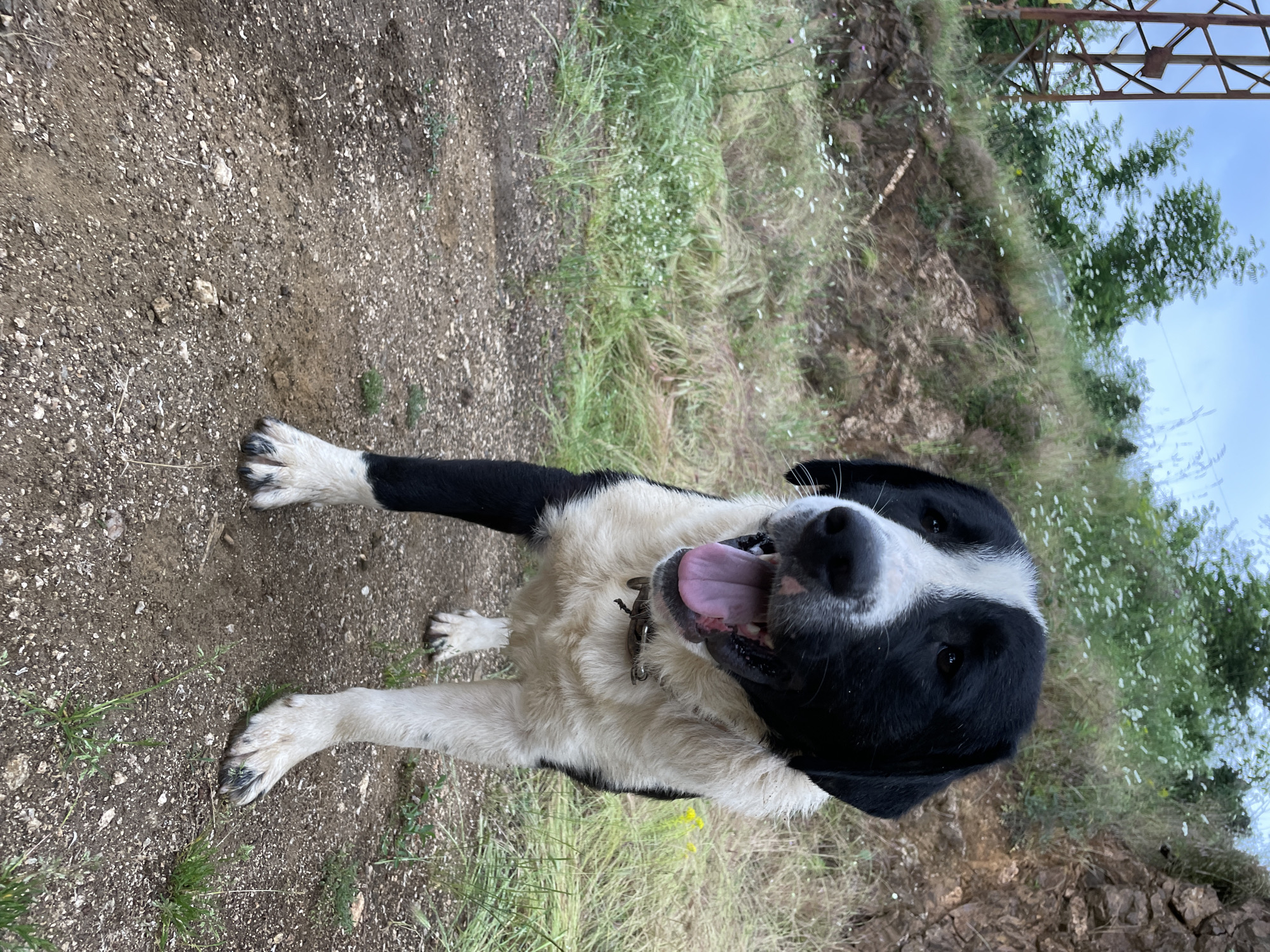 A black and white dog stands on a dirt and gravel path, facing slightly right of the viewer and looking forward. The dog exhibits a black head with a prominent white blaze extending down its muzzle, white underbelly, chest, neck, and lower legs, contrasting with black ears, back, and upper legs. Its mouth is open, with a pink tongue partially extended, indicating panting. A dark-colored collar with a metal buckle is visible around its neck.
To the dog's right and behind it, a grassy incline features scattered small white wildflowers and some patches of denser green vegetation. Further back, exposed brownish-red rock formations are visible on the hillside.
To the dog's left and in the background, a rust-colored metallic utility structure with an open-frame design stands against a cloudy, light blue sky. Beyond the structure and the hill, green foliage from trees and bushes is visible. The ground directly beneath the dog is a mix of compact soil, pebbles, and small stones, with sporadic short green grass sprouts. The lighting is diffused, consistent with an overcast sky. The scene is located outdoors in Zlatograd, Bulgaria.