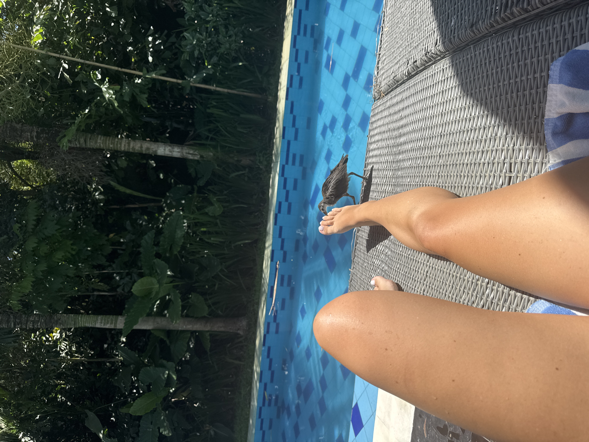 The image shows a person's legs on a woven patio lounge chair beside a blue tiled swimming pool. The pool is bordered by tropical foliage. A wet bird stands at the edge of the pool near the person's feet. A striped towel lies on the chair. The scene appears to be in a tropical location, likely in Indonesia. The city is Unknown.