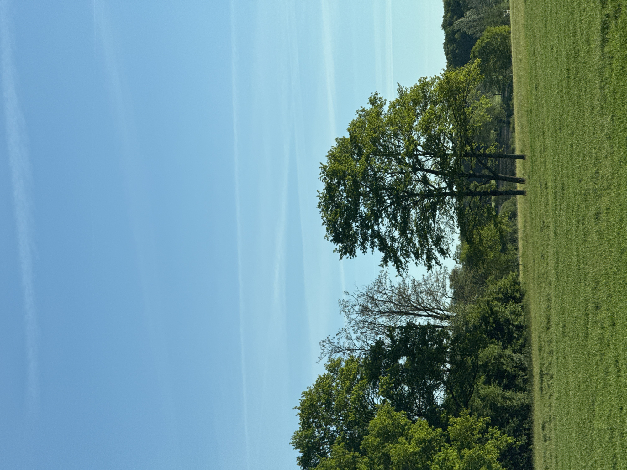 The image, correctly oriented, displays a serene natural landscape under a bright blue sky. The upper and left portions are dominated by a clear, vibrant blue sky, across which several faint, thin white contrails are visible, stretching horizontally.
Towards the right side and extending across the lower portion of the image, a lush green field of grass stretches into the distance. This field appears well-maintained and evenly cut. Along the right and central-right edges, a line of trees separates the sky from the grassy expanse. These trees exhibit dense, healthy green foliage, indicative of spring or summer. One prominent, tall tree stands out in the mid-ground, while behind it, more dense woodland forms a darker green backdrop. Among the green trees, a bare tree with intricate, leafless branches is noticeable, adding a contrasting texture.
The scene suggests a peaceful, open environment, likely a park, field, or rural area near Sarre-Union, France. The bright, clear sky indicates sunny weather during the daytime. No people, animals, or specific activities are depicted, emphasizing the natural beauty and tranquility of the landscape. There is no visible text in the image.