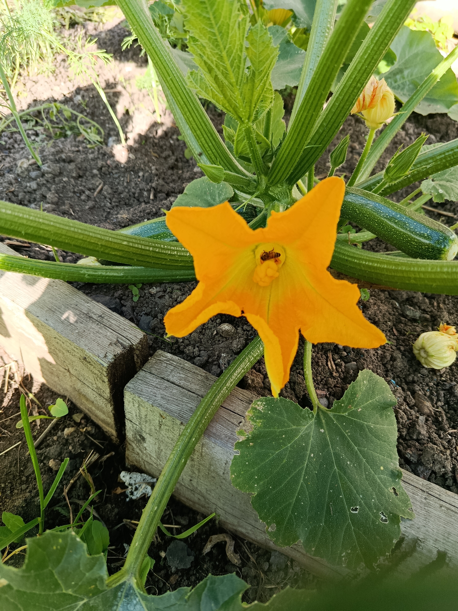 A close-up shot captures a vibrant orange zucchini flower blooming in a garden bed. The flower's petals are a bright yellow-orange and its center is a lighter yellow, with a small bee visible within the bloom, likely collecting pollen. Several young zucchini fruits, elongated and green, are nestled among the plant's thick, ribbed green stems and large, textured green leaves. The garden bed is bordered by weathered wooden planks, and the soil appears dark and rich. In the background, dill plants with feathery leaves add a touch of lighter green to the scene. The image appears to have been taken in the city of Snegiryovka, Russia, during daylight hours.