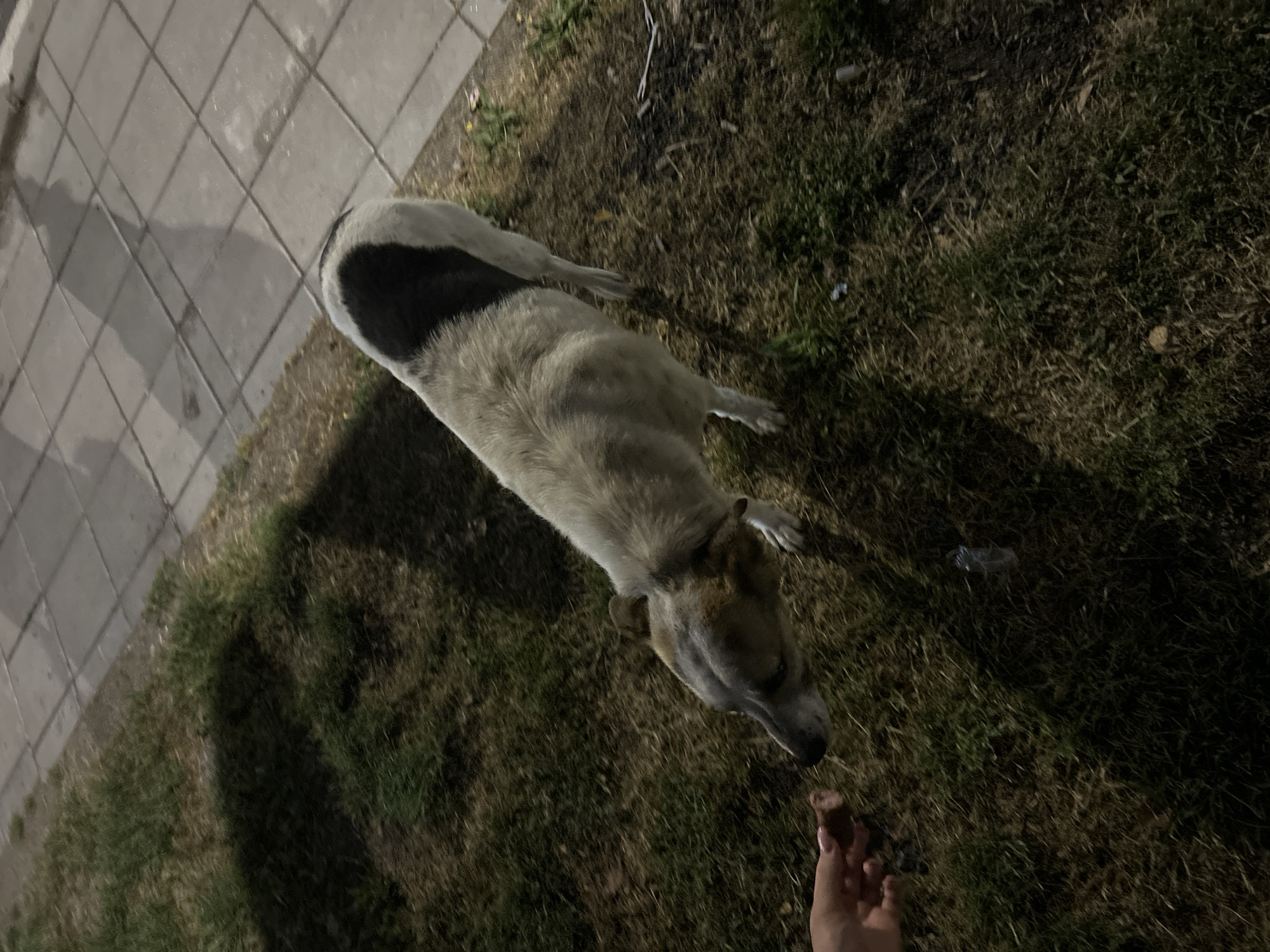 A dog with a white body and a black marking on its back is being fed by a hand holding a piece of meat. The dog is standing on grass next to a tiled walkway. The scene appears to be outdoors, possibly in a park or a residential area, during the evening or night, as indicated by the lighting and shadows.