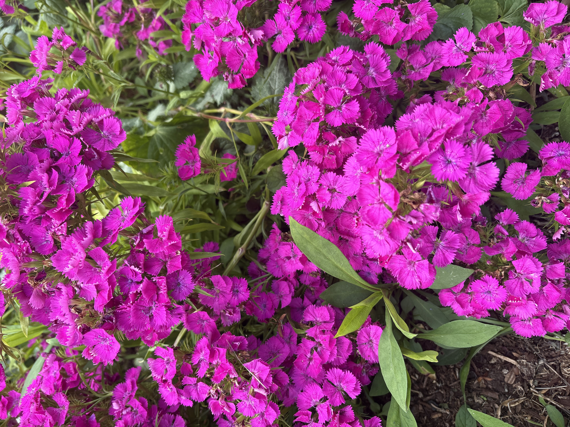 In Beaverton, Oregon, United States of America, a cluster of vibrant, deep pink flowers, likely dianthus, fills the frame. The flowers are densely packed, with some in full bloom and others in various stages of opening. Their petals are finely serrated, giving them a delicate, fringed appearance. Green leaves and stems are interspersed among the blooms, providing a backdrop of verdant contrast. The ground beneath the flowers is visible in some areas, showing dark soil and mulch, indicating they are planted in a garden bed. The lighting suggests it is daytime, with soft illumination highlighting the rich color of the flowers. There are no people or animals present in the image.