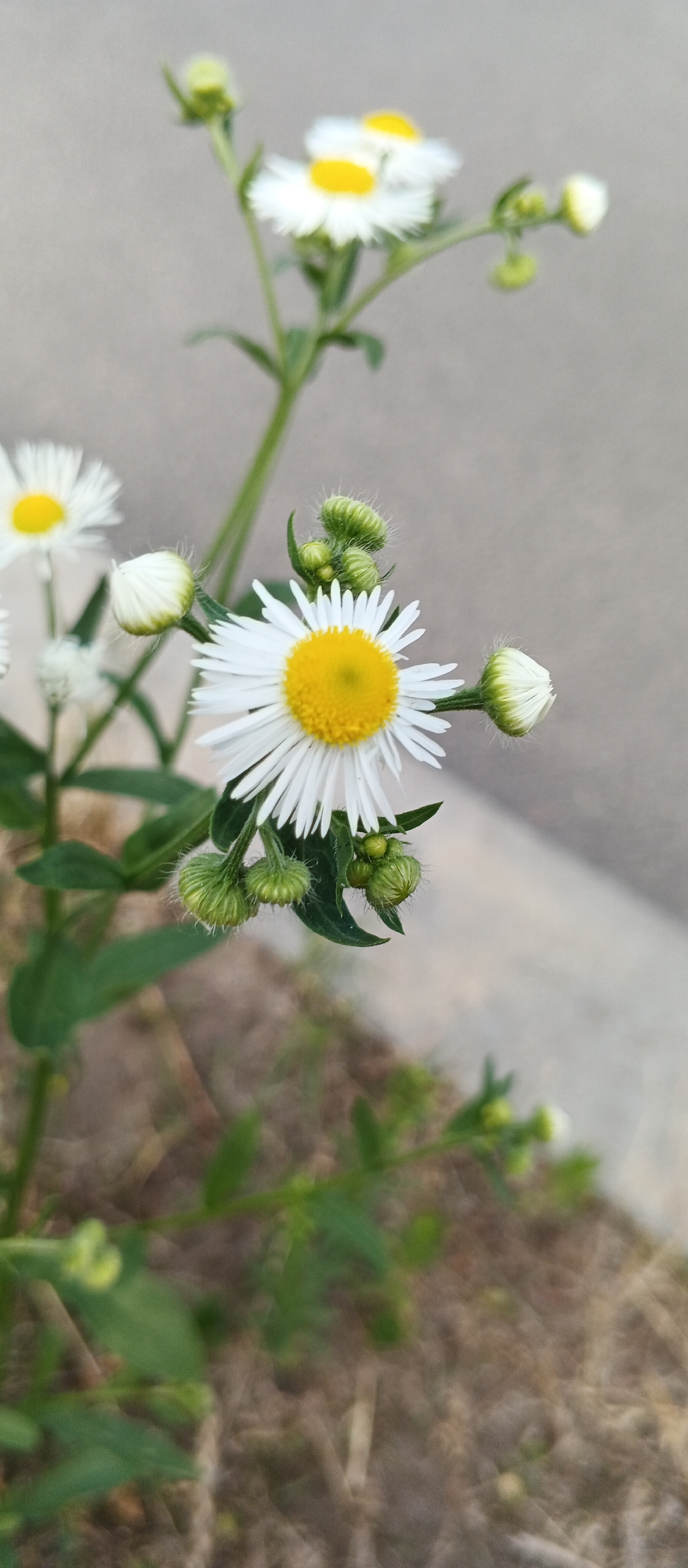 The image shows a close-up of several small white flowers with yellow centers, resembling daisies, growing outdoors. The flowers have thin white petals and bright yellow discs. Some flowers are fully bloomed, while others are still buds covered in fuzzy green sepals. The plants have green stems and leaves. In the background, there is a blurred gray surface, possibly asphalt or concrete, and a patch of dry, brown ground with some green vegetation. The lighting suggests it is daytime, and the shallow depth of field blurs the background, focusing attention on the flowers. The exact location in Smila, Ukraine cannot be determined from the visual information alone.