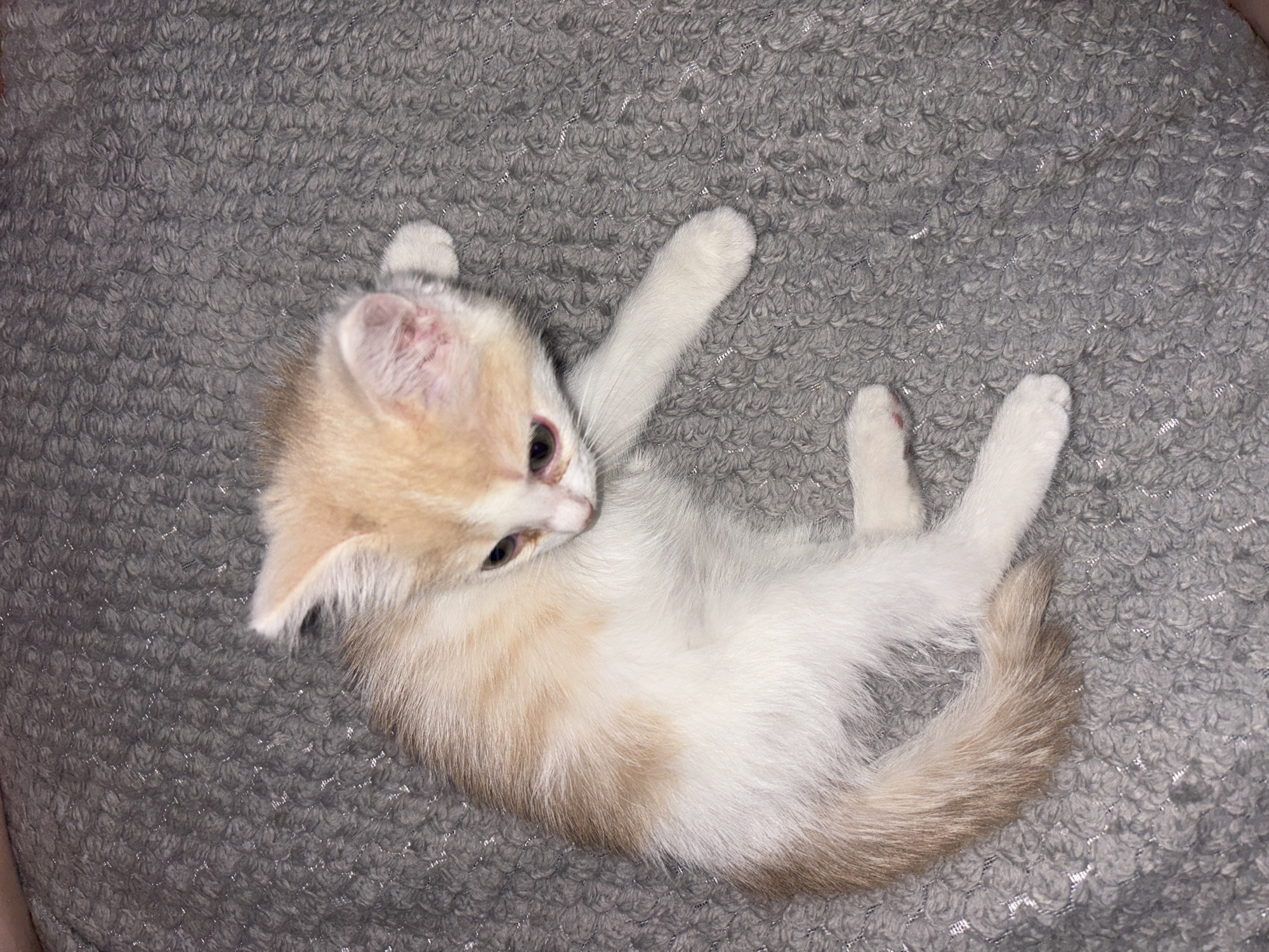 A small kitten with white and cream-colored fur is lying on its back or side on a textured grey blanket. The kitten is curled up, with one front paw extended upwards and its head turned to the side, looking towards its body. Its fur is predominantly white on its underside and limbs, transitioning to cream and light beige on its head, back, and tail. Dark eyes and a pink inner ear are visible. The tail, with a slightly darker, sandy-brown tip, is curled around its lower body.
The setting is an indoor space, likely a home, with the kitten resting on a soft, grey, looped fabric surface, which could be a blanket or a pet bed. The grey fabric has small, intermittent shimmering threads, possibly silver or metallic, woven into its texture, creating a subtle sparkle. There are no discernible location cues specific to Perm, Russia within the image itself, nor is there any visible text. The kitten appears calm and relaxed, possibly in a playful or resting state.