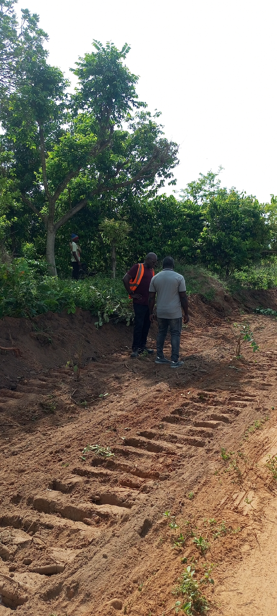 This image captures an outdoor scene in Otunade, Nigeria, featuring three men amidst lush green vegetation and reddish-brown earth.
In the foreground and mid-ground, the earth is bare and appears recently disturbed, possibly by heavy machinery, as evidenced by clear, wide tread marks imprinted on the soil. Scattered small green plants are sparsely visible on the ground.
Two men stand in the mid-ground, seemingly engaged in conversation or observing the terrain. One man, with his back mostly to the camera, wears a light grey t-shirt, dark trousers, and light-colored sneakers. Beside him, another man wears a maroon t-shirt with an orange reflective safety vest over dark trousers, his head slightly turned towards the first man. Further in the background, to the left, a third man is partially visible, obscured by dense green foliage and tree trunks. He appears to be wearing a light-colored top and a distinct blue and white patterned head covering or hat.
The background is dominated by a thick canopy of tall green trees and dense bushes, indicating a natural or semi-rural environment. The sky above the trees is bright white, suggesting it is daytime with either strong sunlight or an overcast sky. The overall impression is one of land surveying, construction preparation, or agricultural development.
No discernible text is visible in the image.