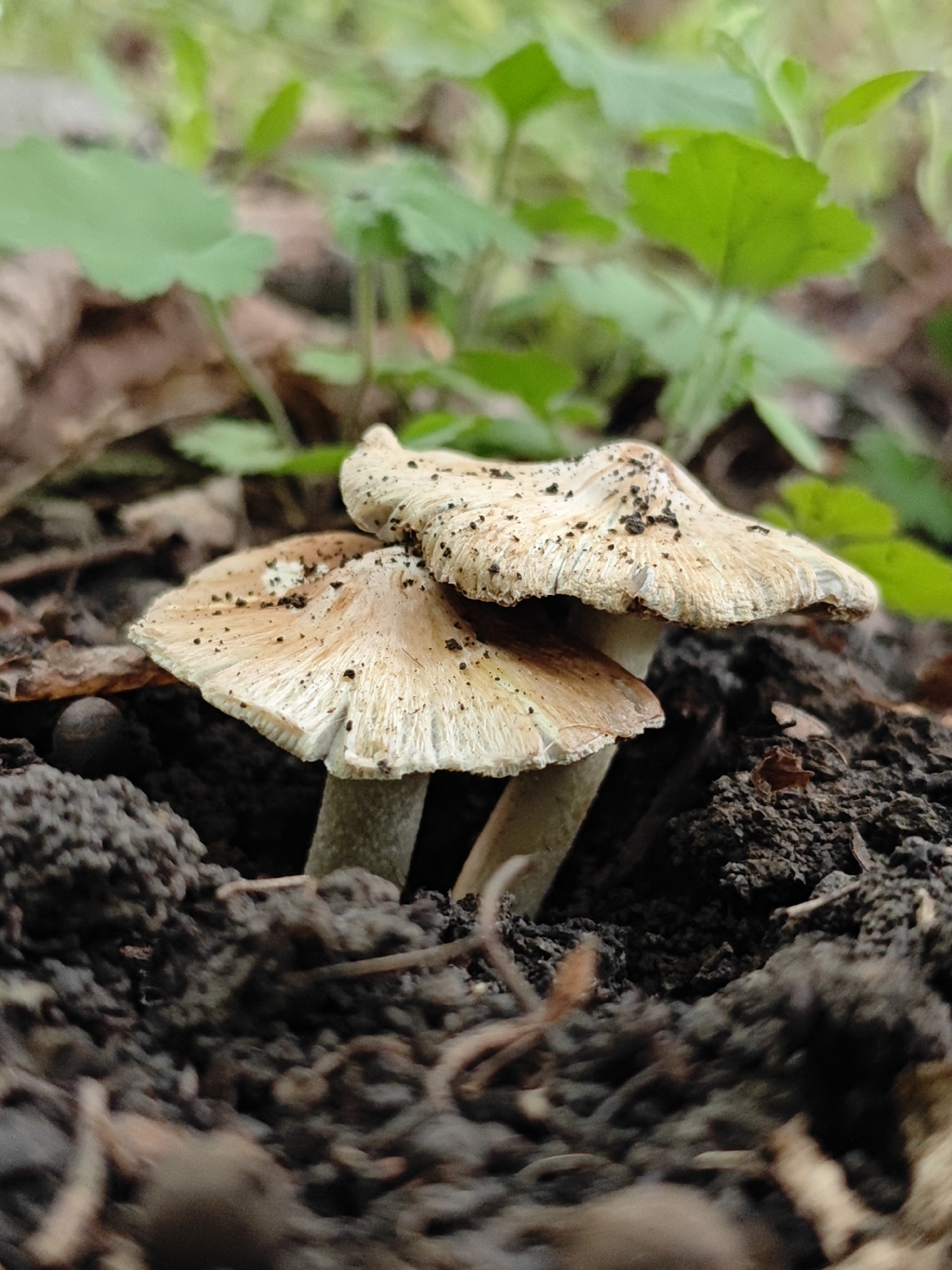Two small, beige-colored mushrooms are growing from dark soil, surrounded by fallen leaves and green foliage. The mushrooms have delicate, textured caps covered in dark specks. The foreground is dominated by the soil and the base of the mushroom stems, with blurred green leaves and brown leaf litter in the background. The lighting suggests an outdoor environment, likely a wooded or natural area. There are no people or animals visible in the image.