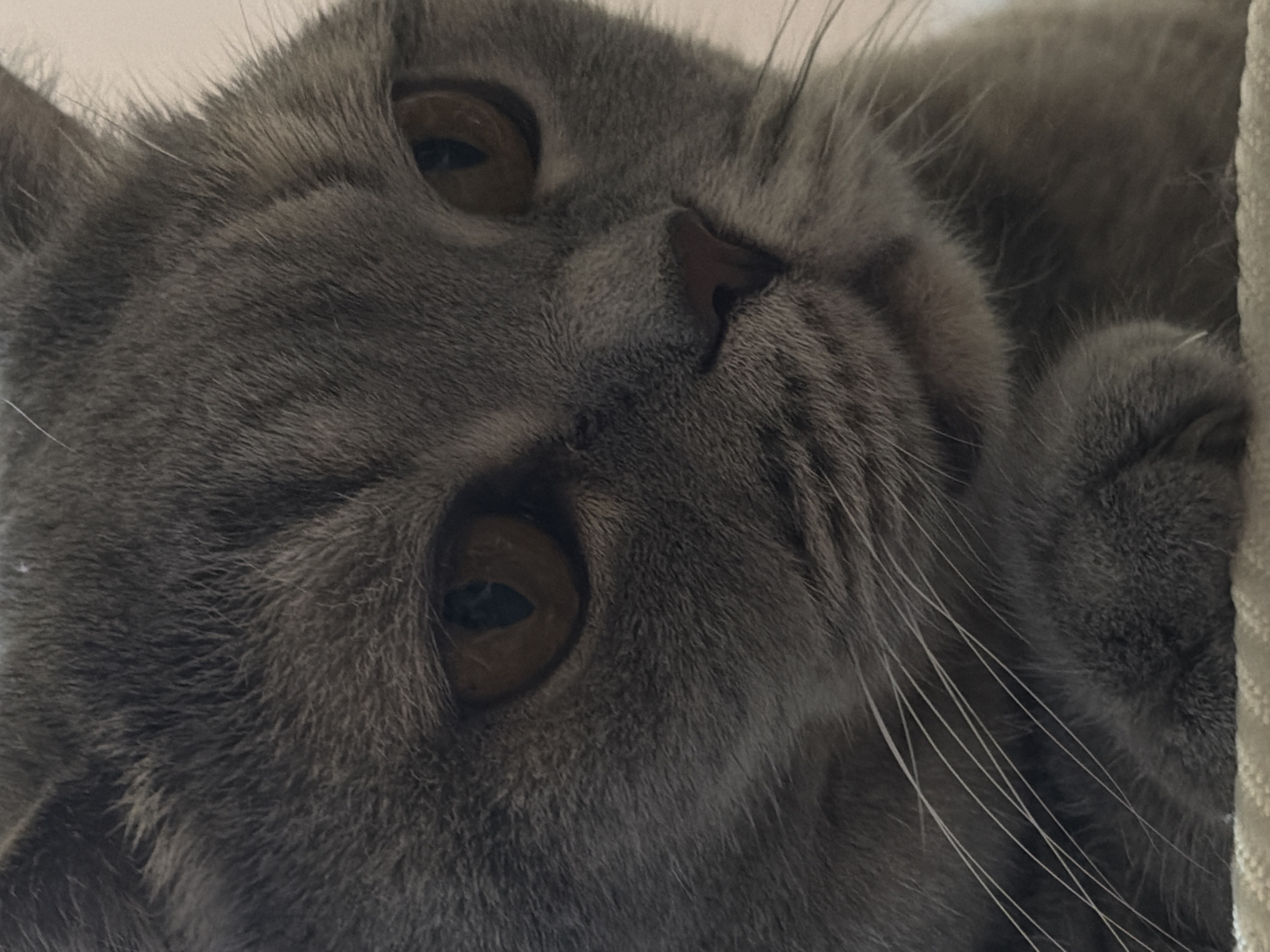 A close-up photograph features a gray cat lying on its side. The cat's head is tilted slightly, with its eyes open and facing the camera. The fur is dense and uniformly gray. The cat's whiskers are visible and appear to be white or light gray. The background is out of focus, but a light-colored surface, possibly fabric, is visible near the edge of the frame. There is no indication of the image's location in Perm, Russia, or any other city. No people are visible in the image, nor any interactions. The environment is ambiguous due to the shallow depth of field.