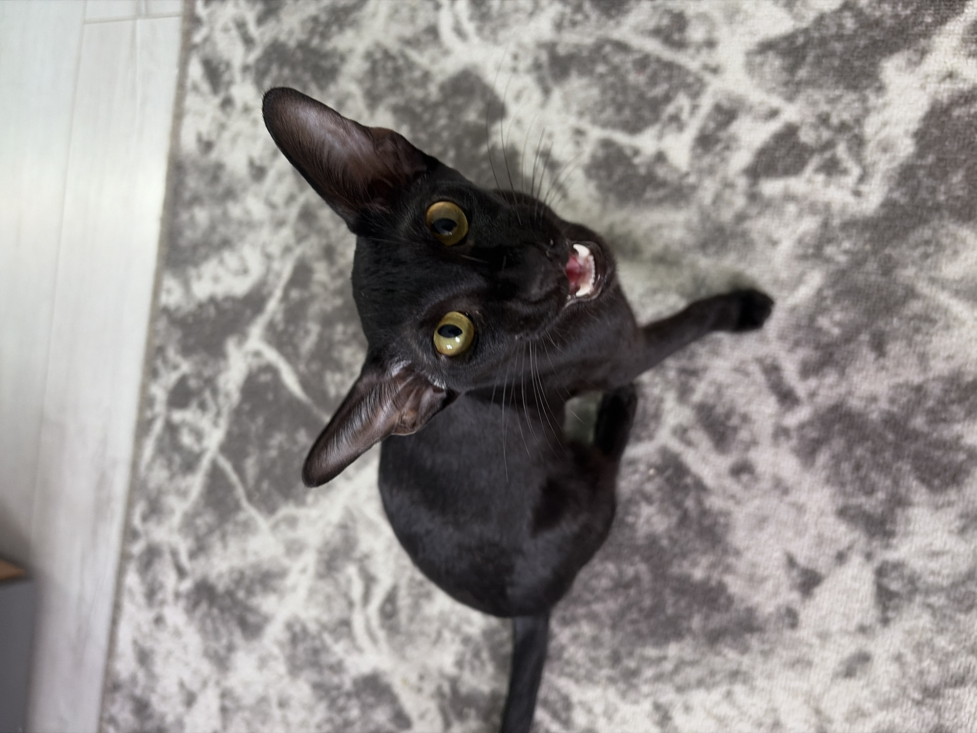 A black cat is positioned on a gray and white patterned rug. The cat is looking upwards, its mouth slightly open revealing teeth. The cat's eyes are a light yellow-green color. A white wall is partially visible in the upper left corner of the image. The location is unspecified, and Chaikovsky, Russia is not discernible from the image.