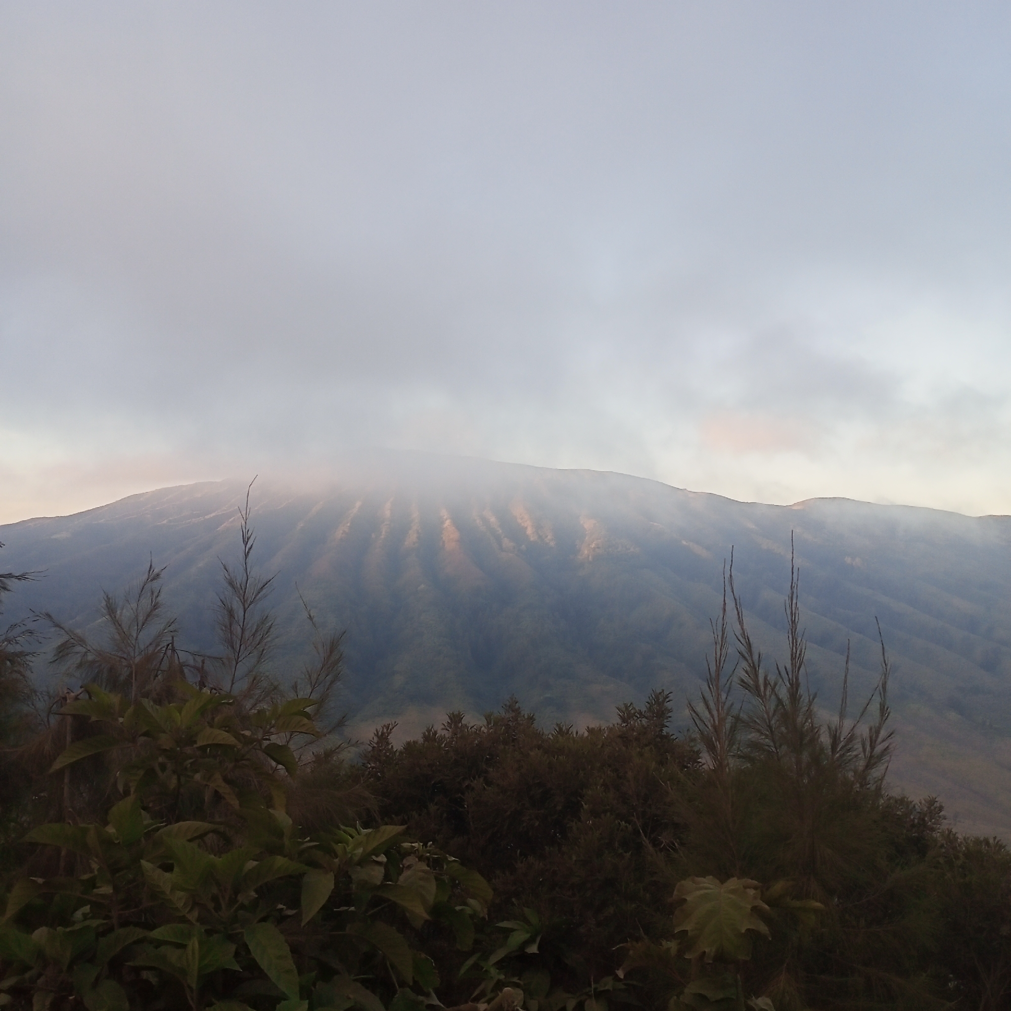 The image depicts a mountain landscape in Ranupane, Indonesia, likely taken during dawn or dusk given the soft, diffused light. The foreground is dominated by dark, lush vegetation, including broad-leafed plants and tall, feathery bushes. In the midground, a dense forest covers the lower slopes of a large mountain. The mountain itself rises into the distance, its upper reaches shrouded in wispy clouds that create a hazy, ethereal effect. The slopes of the mountain are streaked with alternating bands of shadow and light, suggesting a rugged terrain with deep ravines or ridges. The sky above is a pale, overcast gray, with subtle hints of pink or orange near the horizon, further indicating the transitional lighting conditions of either sunrise or sunset. No people or specific structures are visible.