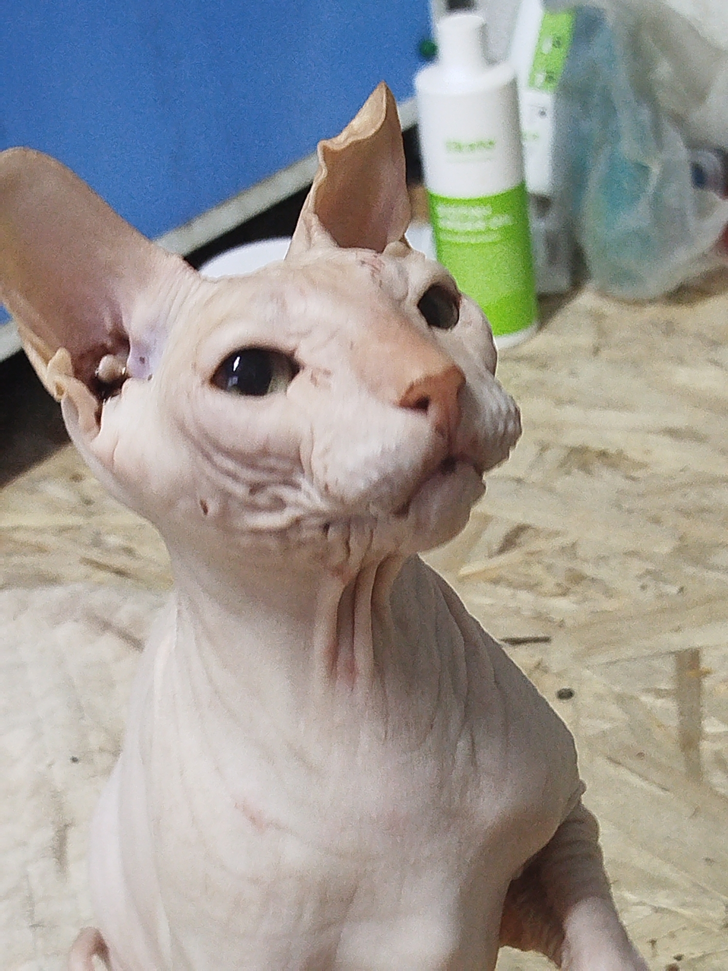 A close-up, eye-level, medium shot captures a hairless cat, likely a Sphynx breed, in a seated position. The cat's skin is a light pinkish hue with subtle wrinkled texture. Its large, dark eyes are directed upwards and slightly to the right. The ears are prominent and pointed. The background is blurred, with the upper left showing a solid blue surface, and to the right, indistinct objects including a white bottle with a green label and a partially visible plastic bag. The cat is situated on a light-colored, textured surface, possibly wood grain. A small reddish mark is visible on the cat's chest. The image is a photograph taken indoors, with soft, diffused lighting. The location is identified as Zavodoukovsk, Russia.