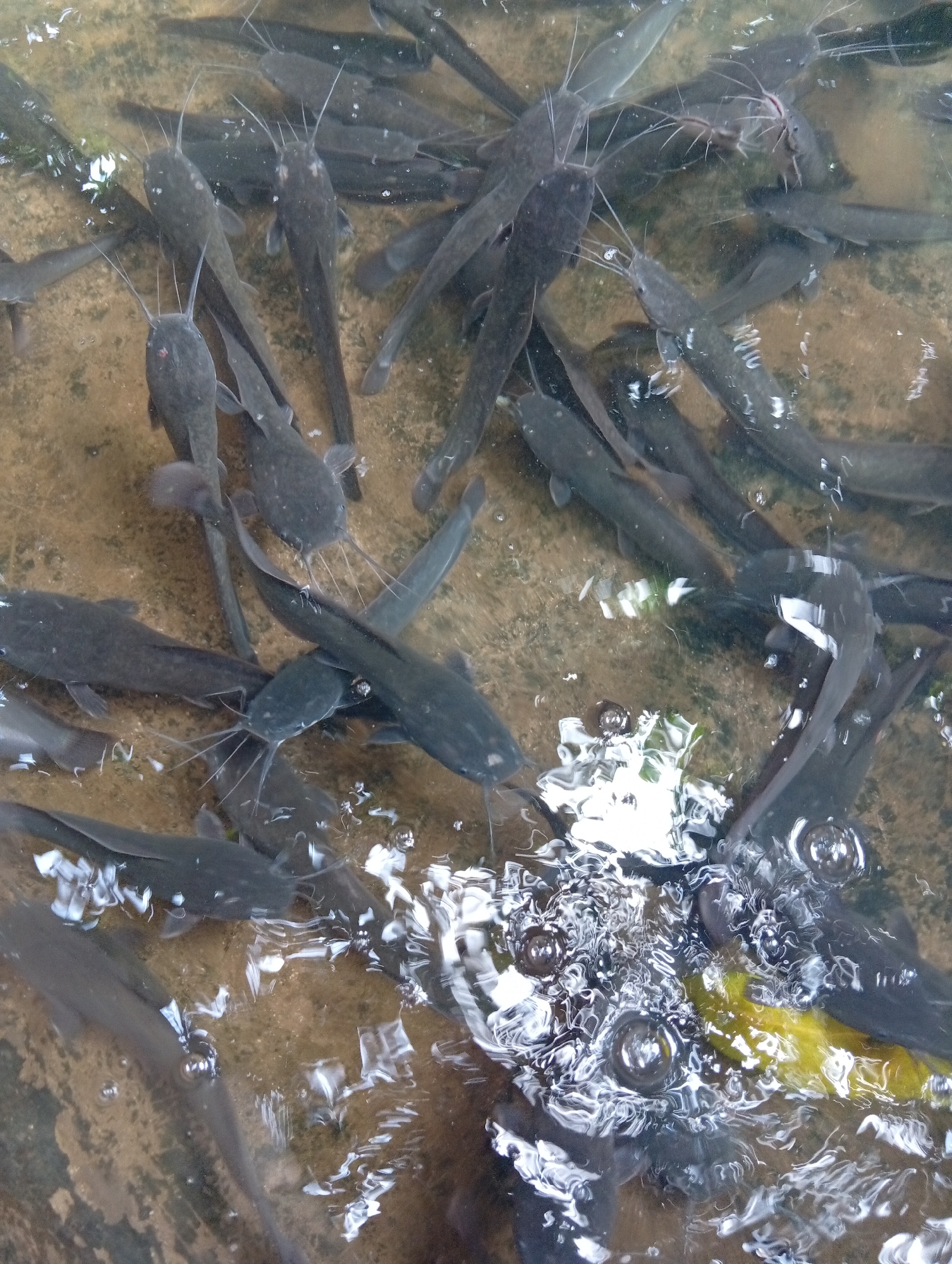 A school of dark, elongated fish, likely catfish, swim in shallow, murky water over a sandy or muddy substrate. The fish are clustered together, with some overlapping. Their long barbels are visible. Bubbles are rising to the surface of the water, indicating activity or aeration. The scene is likely outdoors, possibly in a pond or shallow river.