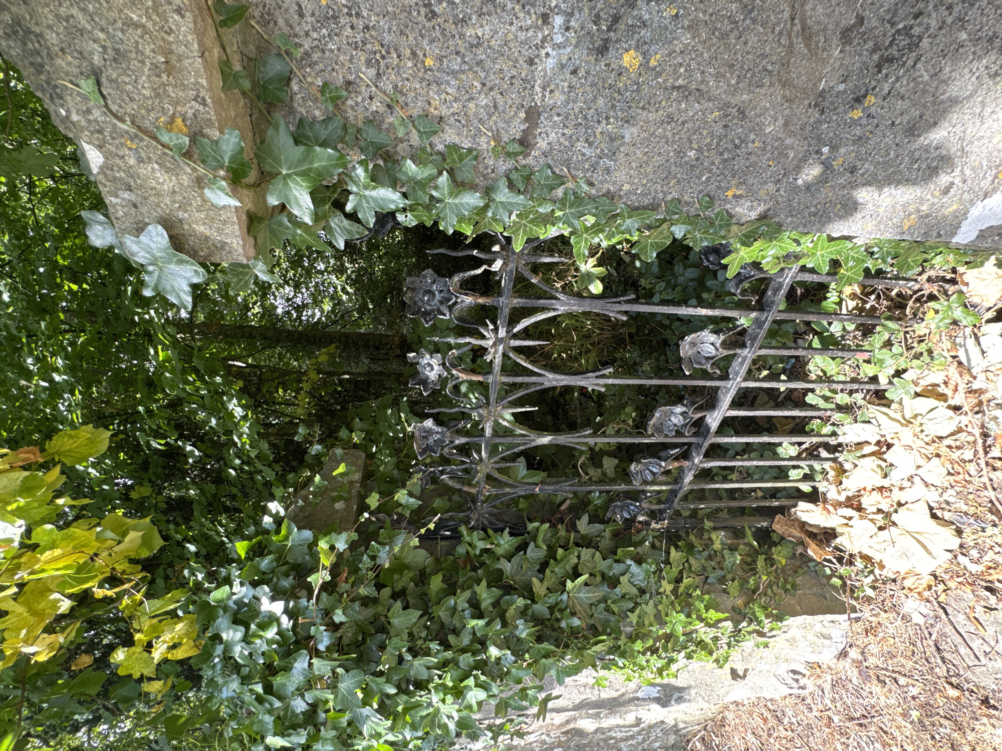 The image shows an old, ornate black metal gate partially overgrown with ivy and set within a stone wall. The gate features decorative floral elements and vertical bars. To the left of the gate, the stone wall is covered in dense green ivy. To the right, the stone wall continues, also with ivy creeping over it. Behind the gate, dense green foliage and trees are visible, suggesting an overgrown or wild area. Fallen leaves are scattered on the ground in front of the gate. The lighting suggests it is daytime, with sunlight filtering through the leaves. The scene appears to be an entrance to a garden or a secluded pathway. This appears to be a photograph of the gate located at the entrance to the Old Wall Cemetery in Clonmel, Ireland.