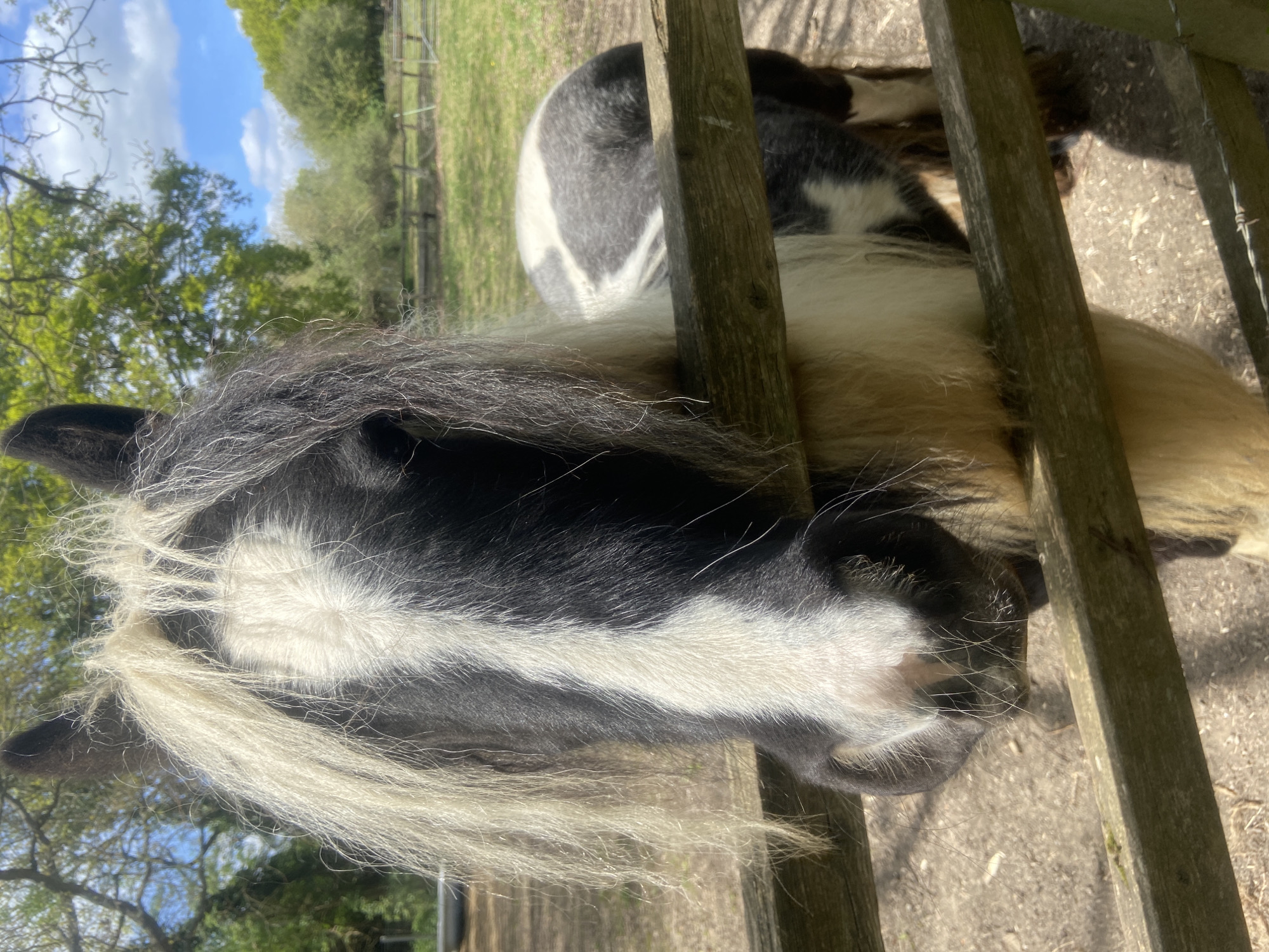 The image depicts a black and white pony standing behind a wooden fence. The pony has a long, flowing mane that is mostly white, with some black strands mixed in. The pony's head is close to the fence, and it appears to be looking towards the viewer. The background of the image shows a grassy field and trees. The scene appears to be a rural setting. The image does not appear to be located in the city of London, United Kingdom.
