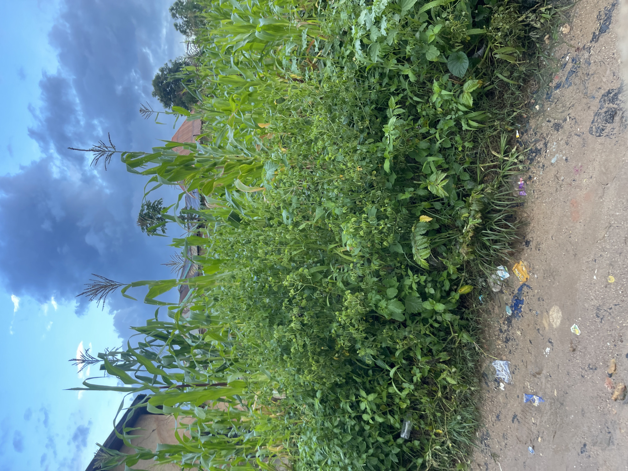The image depicts a roadside scene in Rafin Par, Nigeria. A dense overgrowth of green vegetation, including tall corn stalks and various leafy plants, dominates the right side of the frame. The ground in the foreground is unpaved, appearing as dirt and mud, with scattered pieces of litter such as plastic wrappers and bags. In the background, parts of buildings with what appear to be corrugated metal roofs are visible through the foliage. The sky above is partly cloudy with a mix of blue sky and dark clouds. There are no people or animals visible in the image, and no discernible actions or interactions are taking place. The overall impression is one of a rural or semi-urban setting with abundant vegetation and some evidence of human presence in the form of the buildings and the discarded litter.