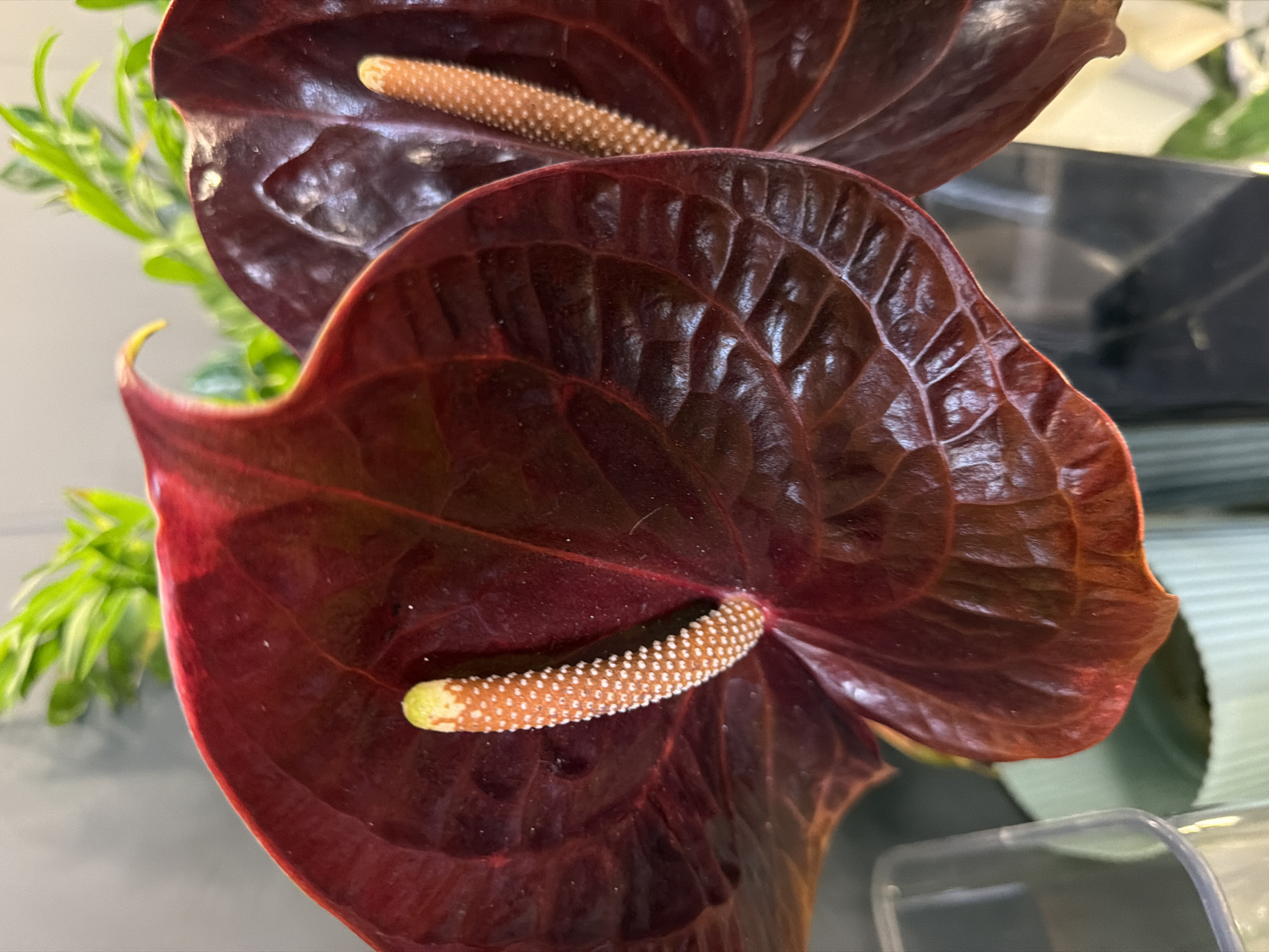 A close-up, eye-level shot focuses on two dark red anthurium flowers. The flower in the foreground is fully in view, showcasing its heart-shaped spathe with prominent veins and a central spadix covered in tiny white speckles. To its right, a second anthurium flower is partially visible, sharing a similar dark red hue and spadix. In the background, blurred green foliage and glimpses of a light gray wall suggest an indoor setting. A clear plastic container is visible in the lower left corner. The image's composition emphasizes the rich texture and deep color of the flowers.