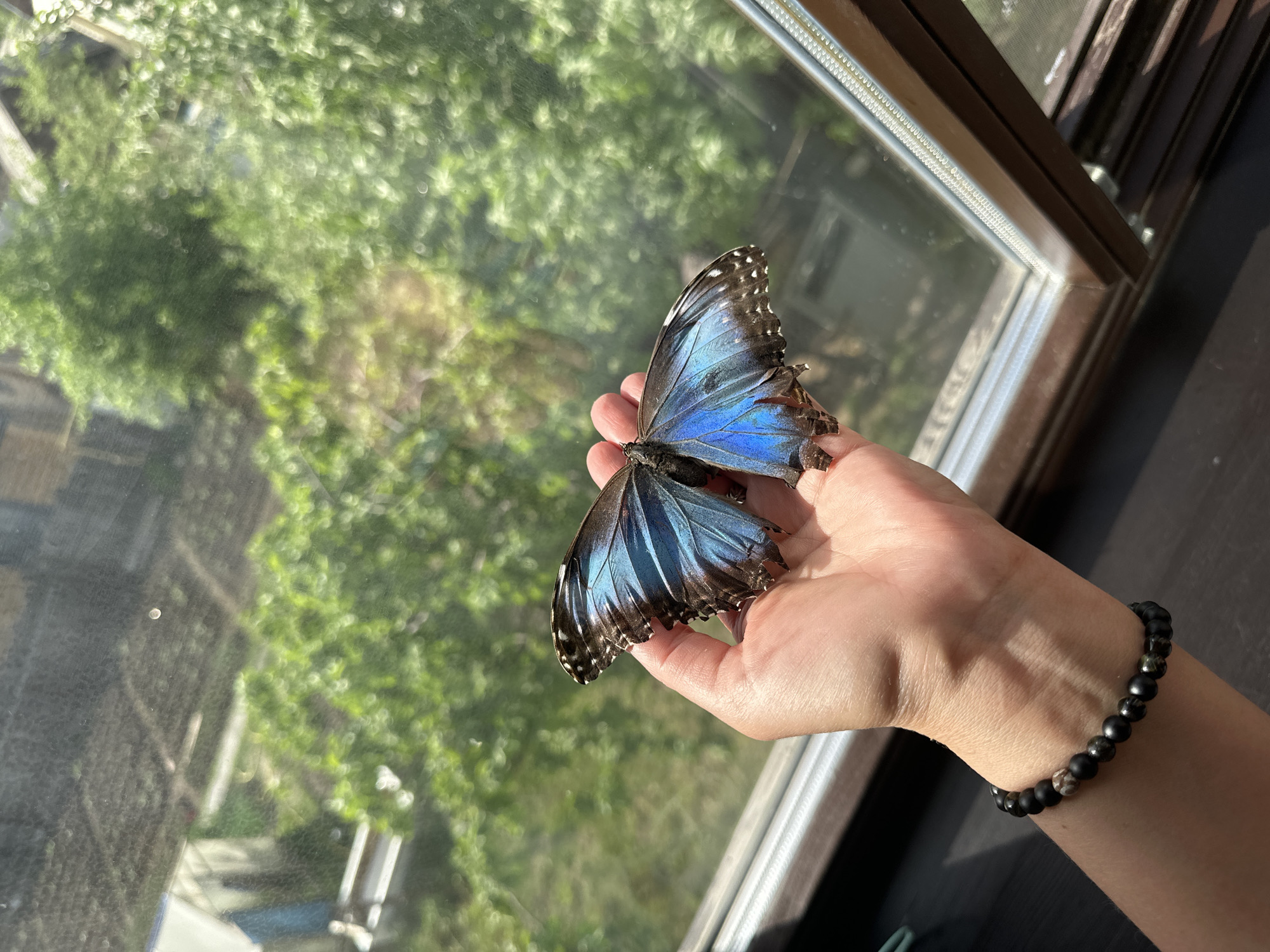 A person's hand holds a blue morpho butterfly indoors, near a window. The butterfly has damaged wings. The person wears a black beaded bracelet. The background shows a blurry view of trees through the window. The location is Chaikovsky, Russia, as this information was provided.