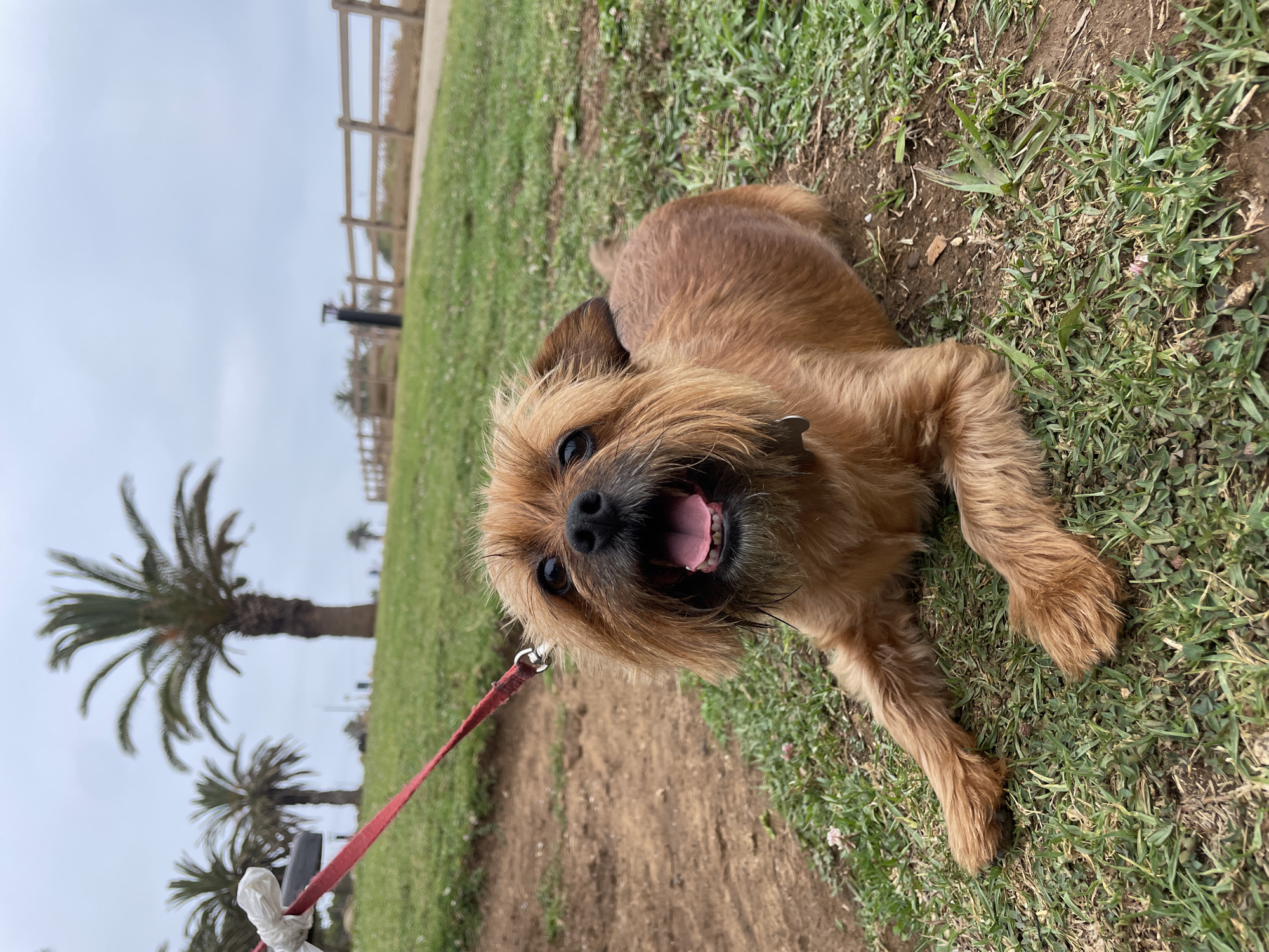 A small, tan and brown shaggy-haired dog, resembling a terrier mix, is lying prone on a surface comprised of green grass and patches of exposed brown soil. Its front paws are extended forward. The dog is looking directly at the viewer with its mouth open, revealing a pink tongue and upper teeth, and its dark eyes are wide. A red leash is attached to a silver D-ring on its brown collar, which has a small silver tag visible on the dog's right side. In the upper left quadrant of the image, a partially visible hand, covered in white material, holds the red leash. The foreground contains various small green plants and a few tiny pink flowers interspersed within the grass. In the midground, a gentle grassy slope ascends towards the background. The background features several distinct palm trees with tall, textured trunks and full, green fronds, silhouetted against an overcast, light gray sky. Further to the right in the background, a paved path runs parallel to a light-colored wooden split-rail fence that extends into the distance. A dark, cylindrical lamppost or bollard stands beside the paved path. The scene is located in the city of Unknown, Unknown.