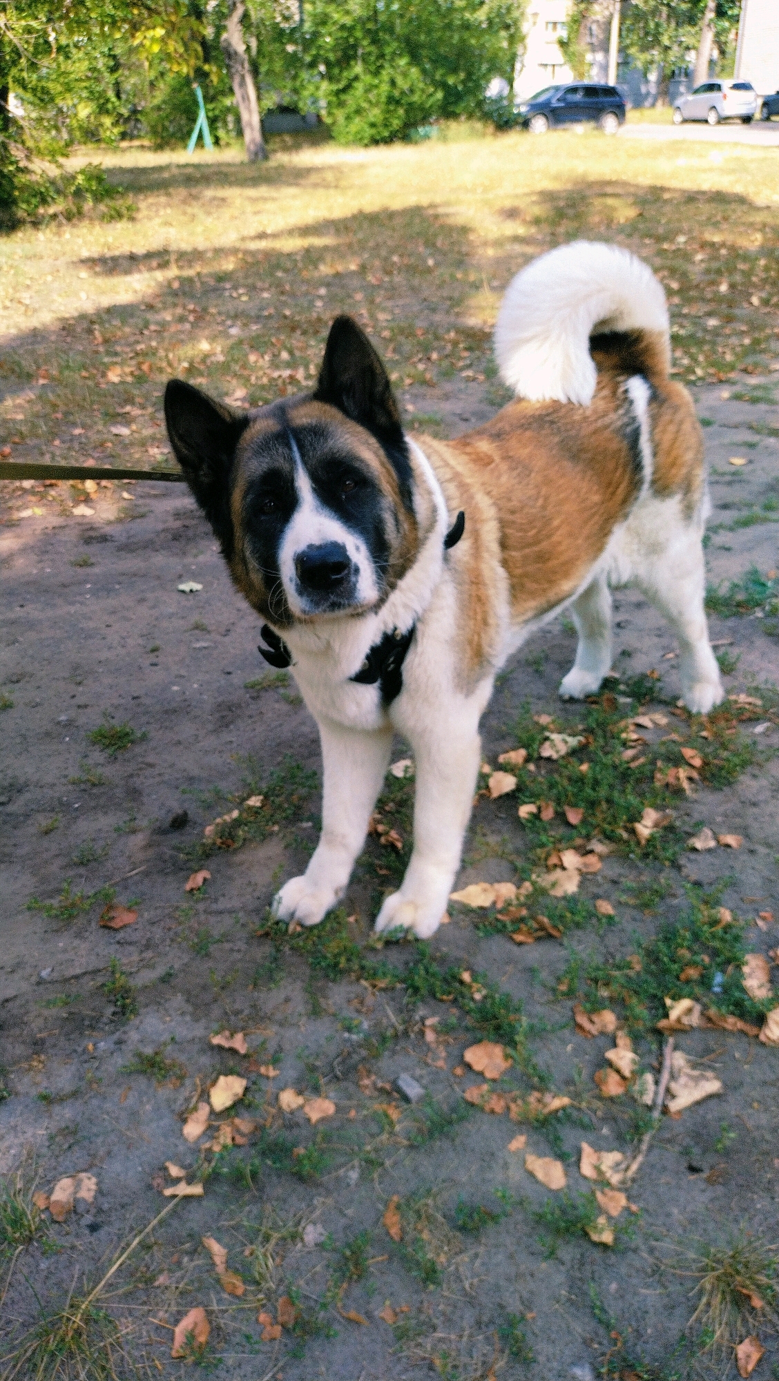 A medium shot captures an Akita dog with brown and white markings standing on a dirt path dotted with fallen leaves. The dog is looking towards the camera with a leash attached to its harness. In the background, a grassy area transitions into trees with dappled sunlight. Beyond the trees, cars are visible on a paved road, and a building stands in the distance, suggesting an urban or suburban setting in Horishni Plavni, Ukraine.