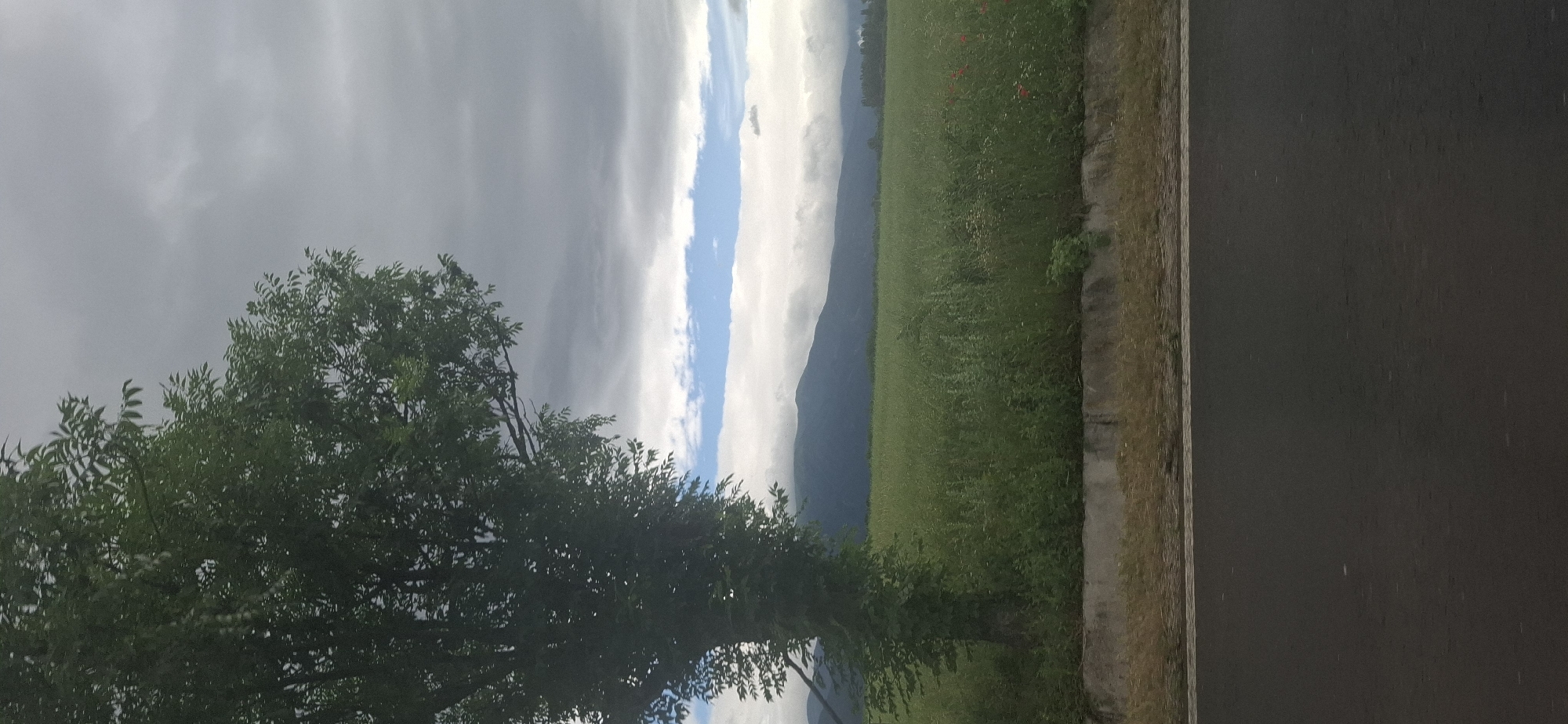 The image depicts a landscape scene featuring a large tree on the left, dominating the foreground. The tree has a dark trunk and dense green foliage. Beyond the tree, a vast, green field stretches towards a range of mountains in the background. The field appears to be covered in tall grass and some scattered red flowers, possibly poppies. The sky above is overcast with heavy, grey clouds, but there are breaks allowing for glimpses of blue sky and lighter clouds. The foreground also includes a portion of an asphalt road and a low concrete barrier, suggesting the view is from the side of a road. The overall impression is a rural, possibly agricultural landscape under a dramatic sky, with no people or specific city features visible. The provided crops show close-ups of the tree and the sky, emphasizing their textures and colors. The image is devoid of any elements that would definitively place it within the city of Vidin, Bulgaria.
