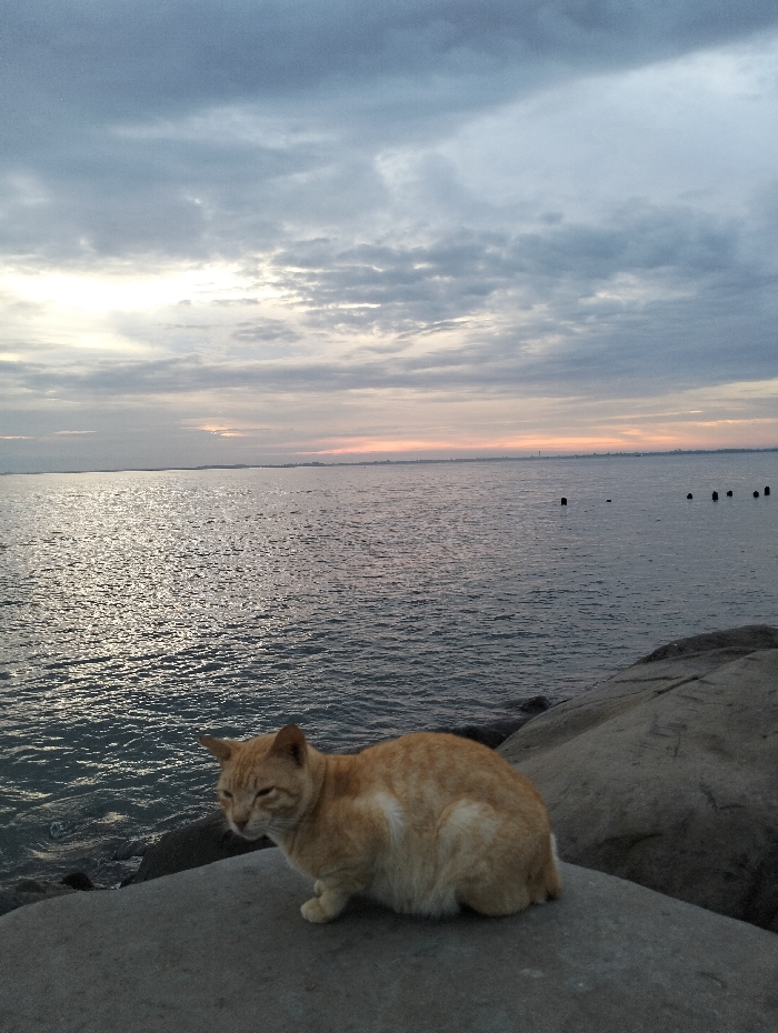 An orange cat sits on a gray rock, positioned in the foreground. Behind it, water stretches toward the horizon under a cloudy sky. The sea glistens with reflected light, and a few posts protrude from the water in the distance. The overall scene conveys a peaceful, serene atmosphere.