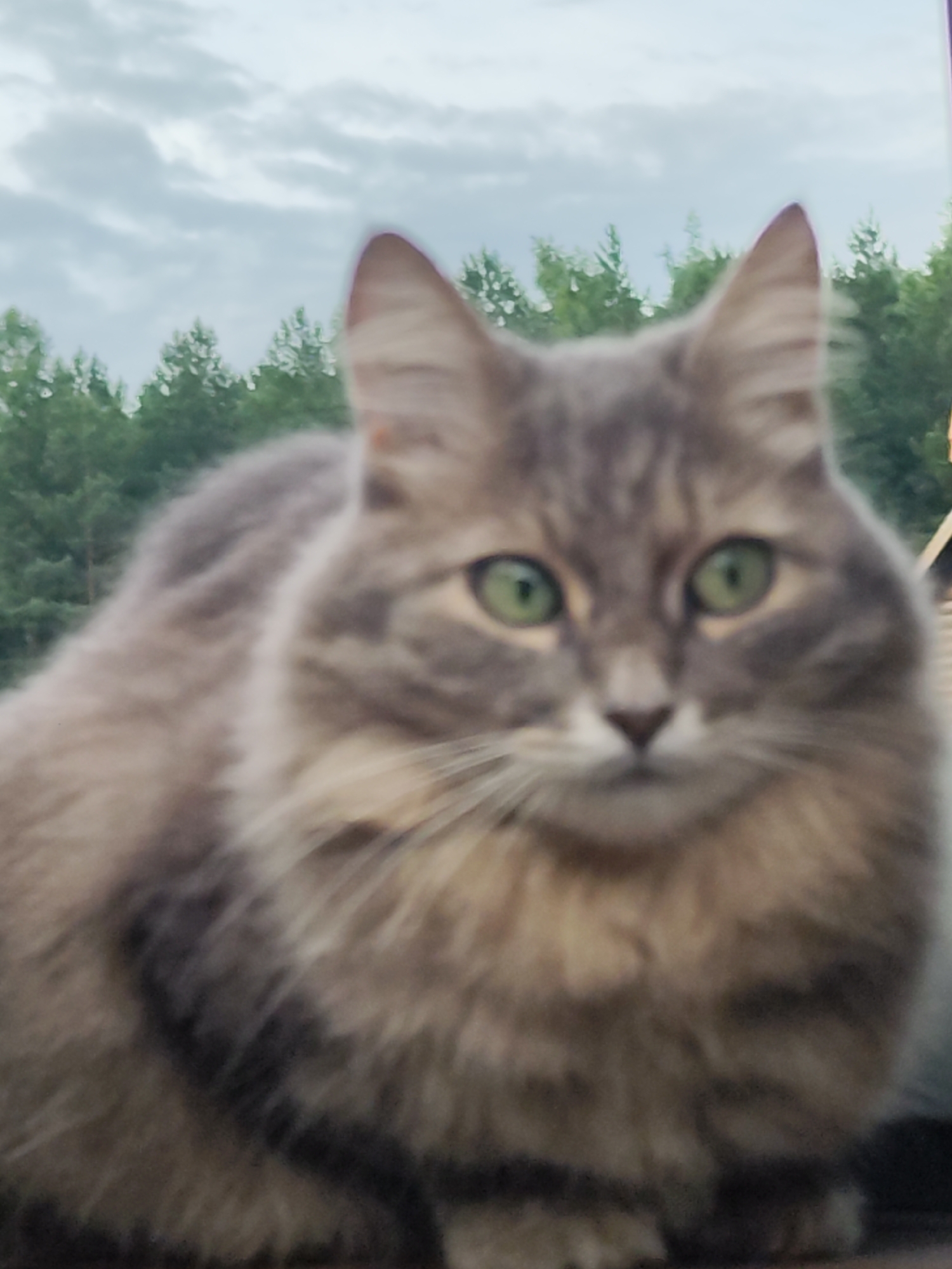 This media file is a portrait of a fluffy, grey and brown tabby cat with bright green eyes, looking directly at the camera. The cat is in focus, while the background is blurred. The background shows a line of evergreen trees against a cloudy sky, suggesting an outdoor setting. The lighting appears to be natural, indicating it is daytime. The cat's fur is long and appears to be of a medium build, with darker tabby markings visible on its body and lighter fur on its chest and face. The overall mood conveyed by the image is calm and perhaps a bit curious, as suggested by the cat's direct gaze. No text is visible in the image.