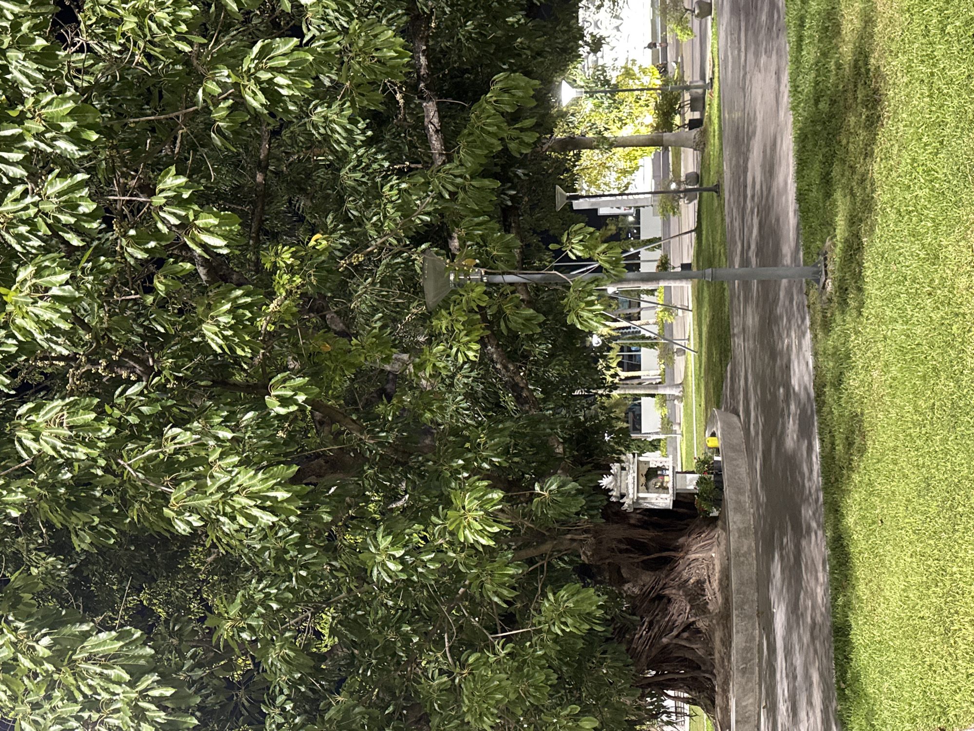 This image depicts a large, ancient tree with extensive roots and dense green foliage, likely a Ficus species, situated in a park-like setting in Da Nang, Vietnam. The tree is illuminated by overhead lighting, casting shadows on the paved pathway and manicured lawn in the foreground. To the left of the tree's base is a small, ornate shrine, possibly a Buddhist altar, adorned with decorations and small potted plants. Several modern streetlights are visible throughout the scene, suggesting an urban park or public space. In the background, other trees and some low-rise structures are partially obscured by the dense canopy of the main tree and the lighting conditions. The overall atmosphere is tranquil and slightly mystical due to the interplay of light and shadow on the natural elements.